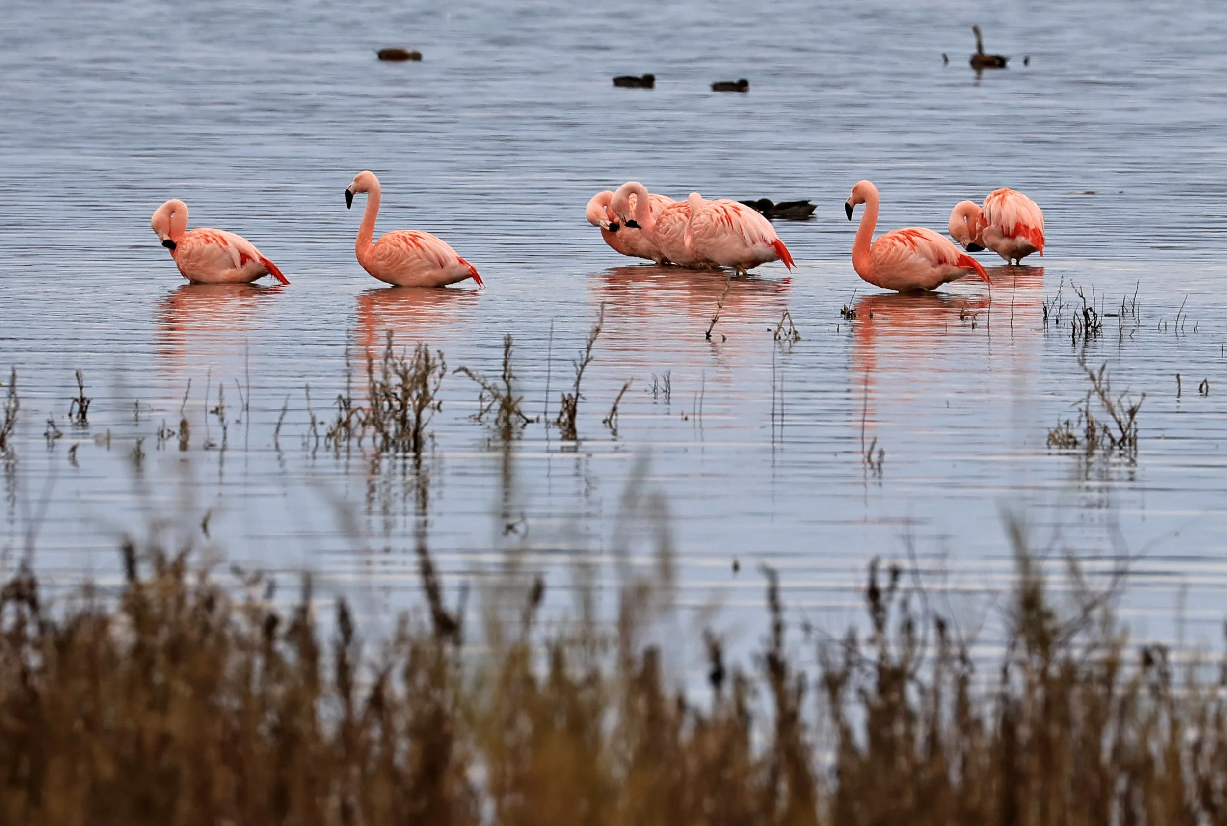 Chilean Flamingo (Phoenicopterus chilensis) Lagunas del Ornitólogo, Trelew Argentina (103).jpg