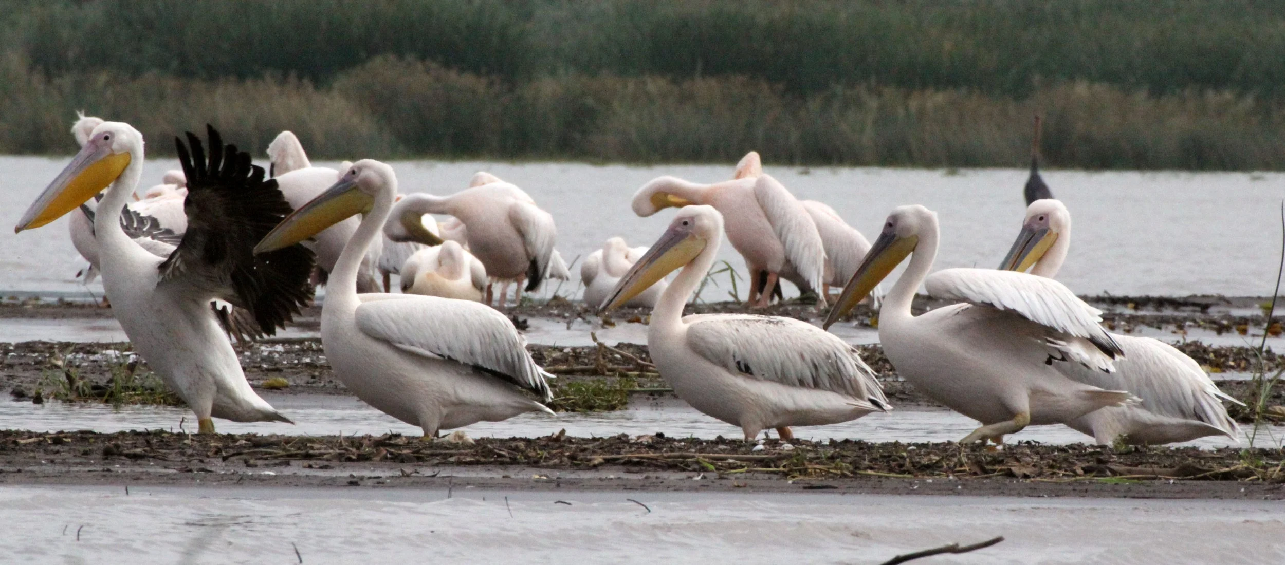 Pelecanus onocrotalus - GREAT-WHITE PELICAN - NECH SAR NATIONAL PARK (1).JPG