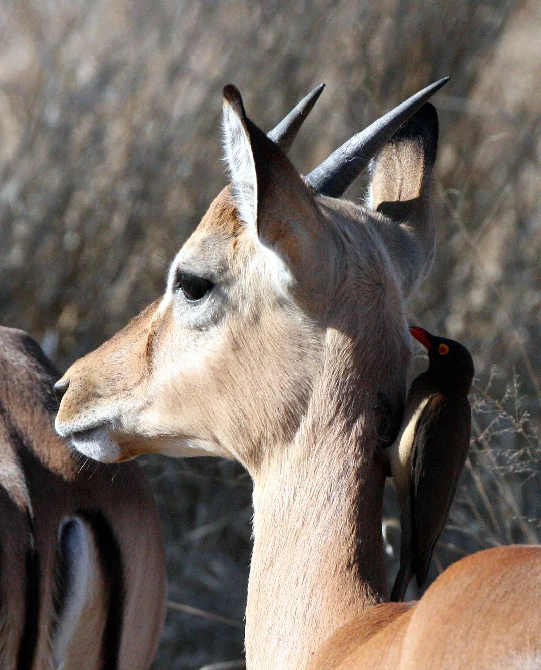 BIRD - OXPECKER - RED-BILLED OXPECKER - KRUGER NATIONAL PARK SOUTH AFRICA (7).JPG