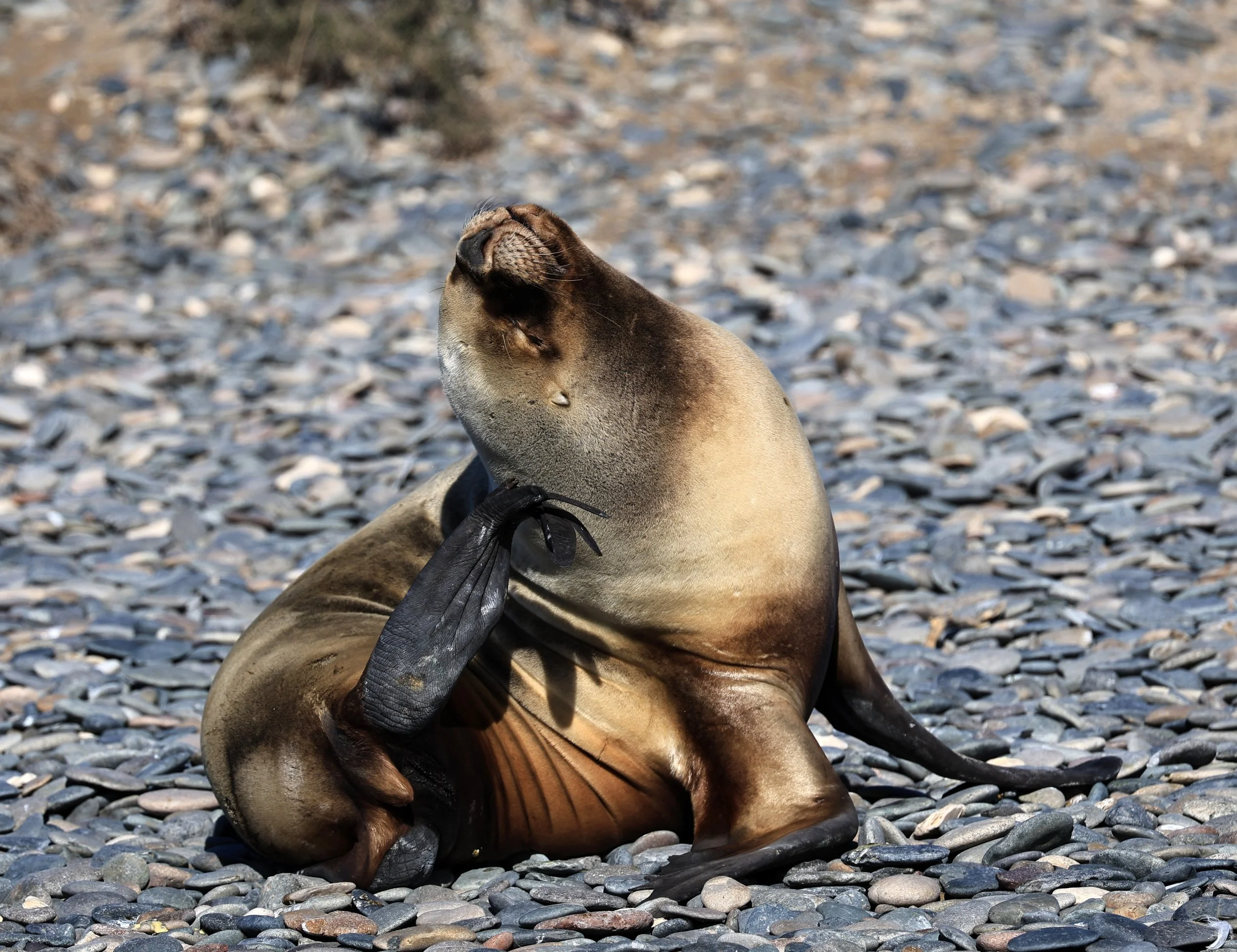 South American Sea Lion (Otaria flavescens) Puerto Rawson Argentina (65).jpg