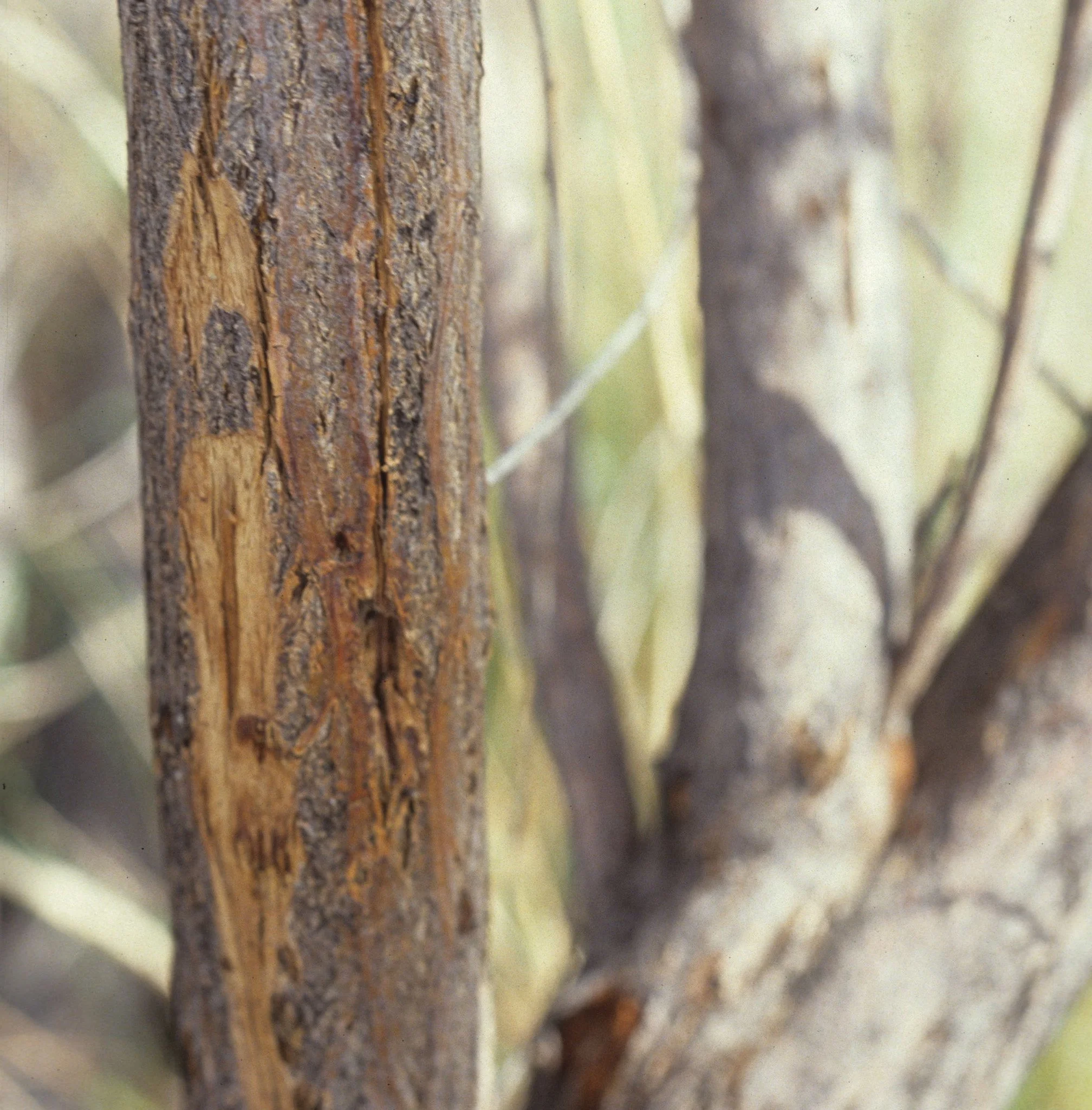 ARIZONA - MADERA CANYON - RESEARCH - DATA COLLECTION S.jpg