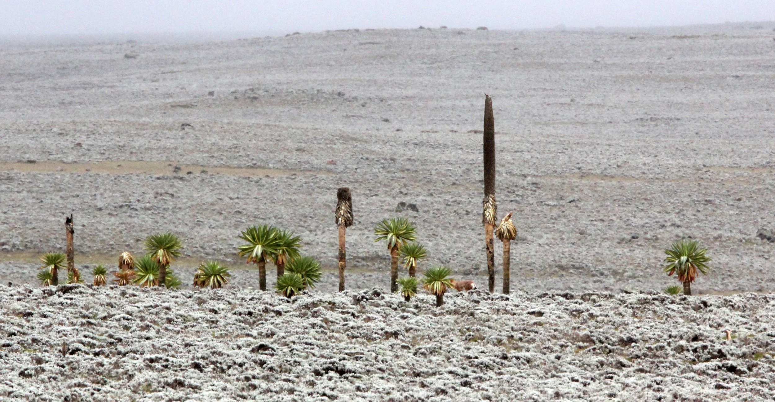 BALE MOUNTAINS NATIONAL PARK ETHIOPIA (361).JPG