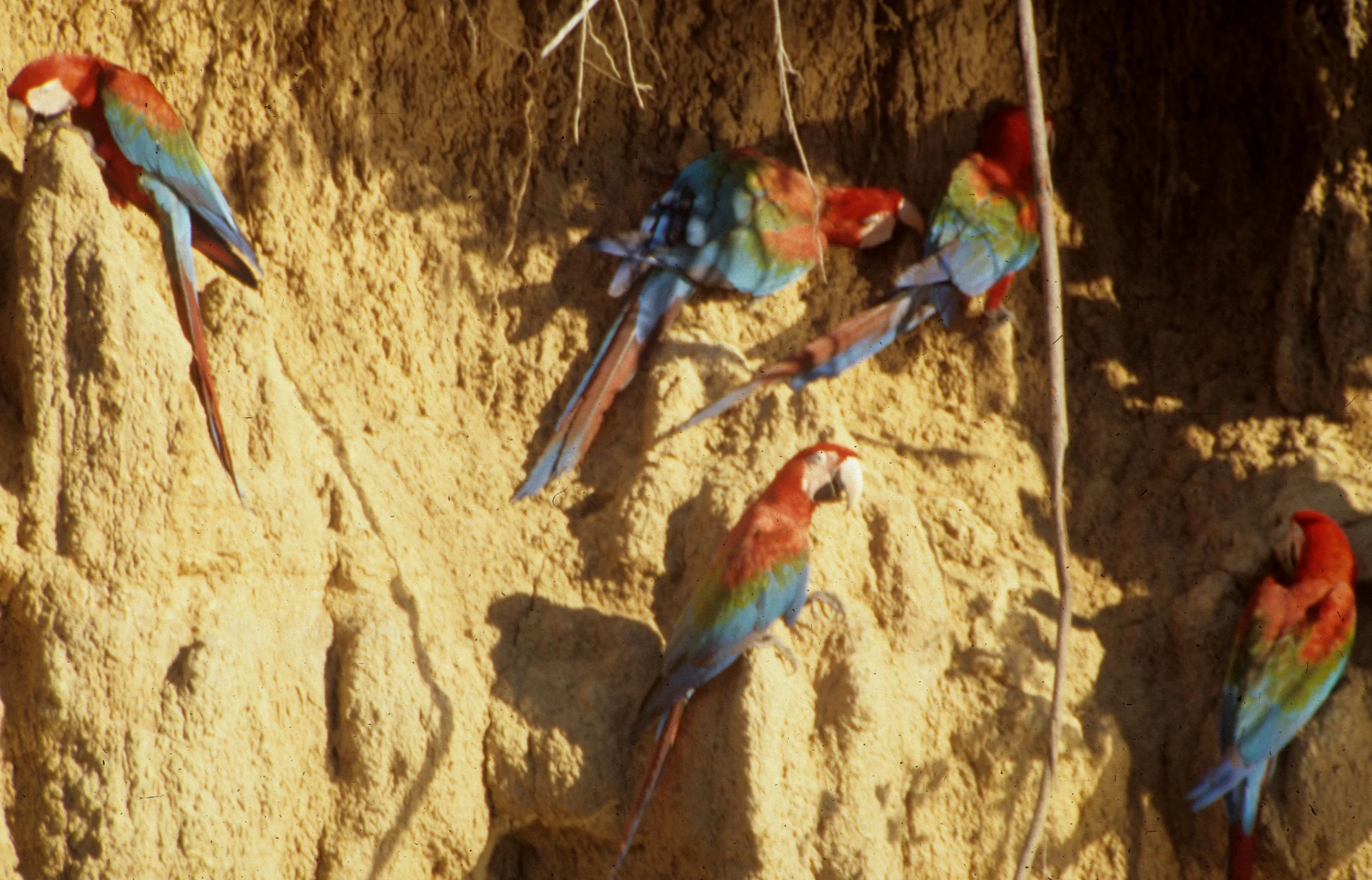 BIRD - MACAW - RED AND GREEN - MANU MINERAL LICK.jpg