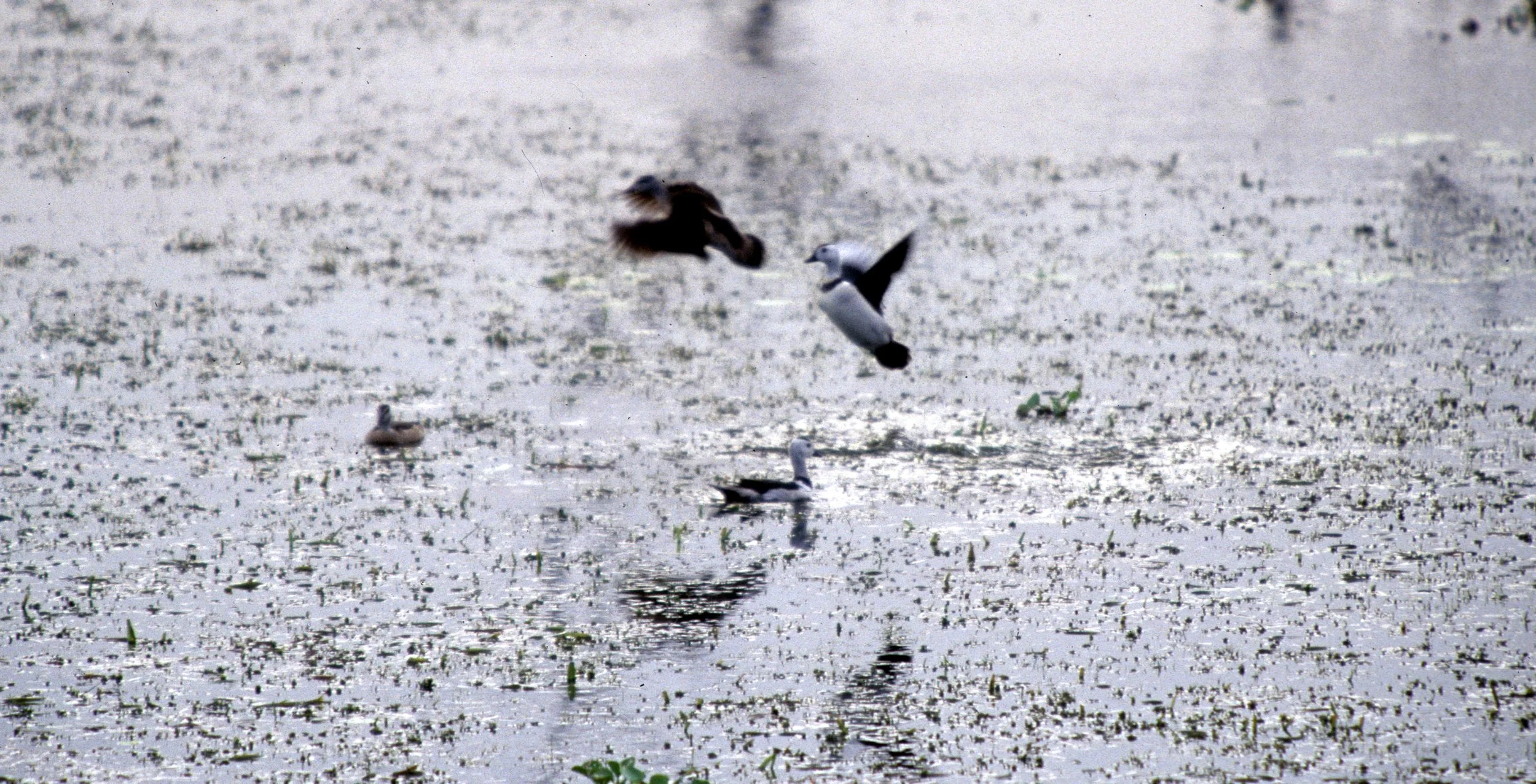 BIRD - DUCK - COTTON TEALS - KALEODEO INDIA.jpg