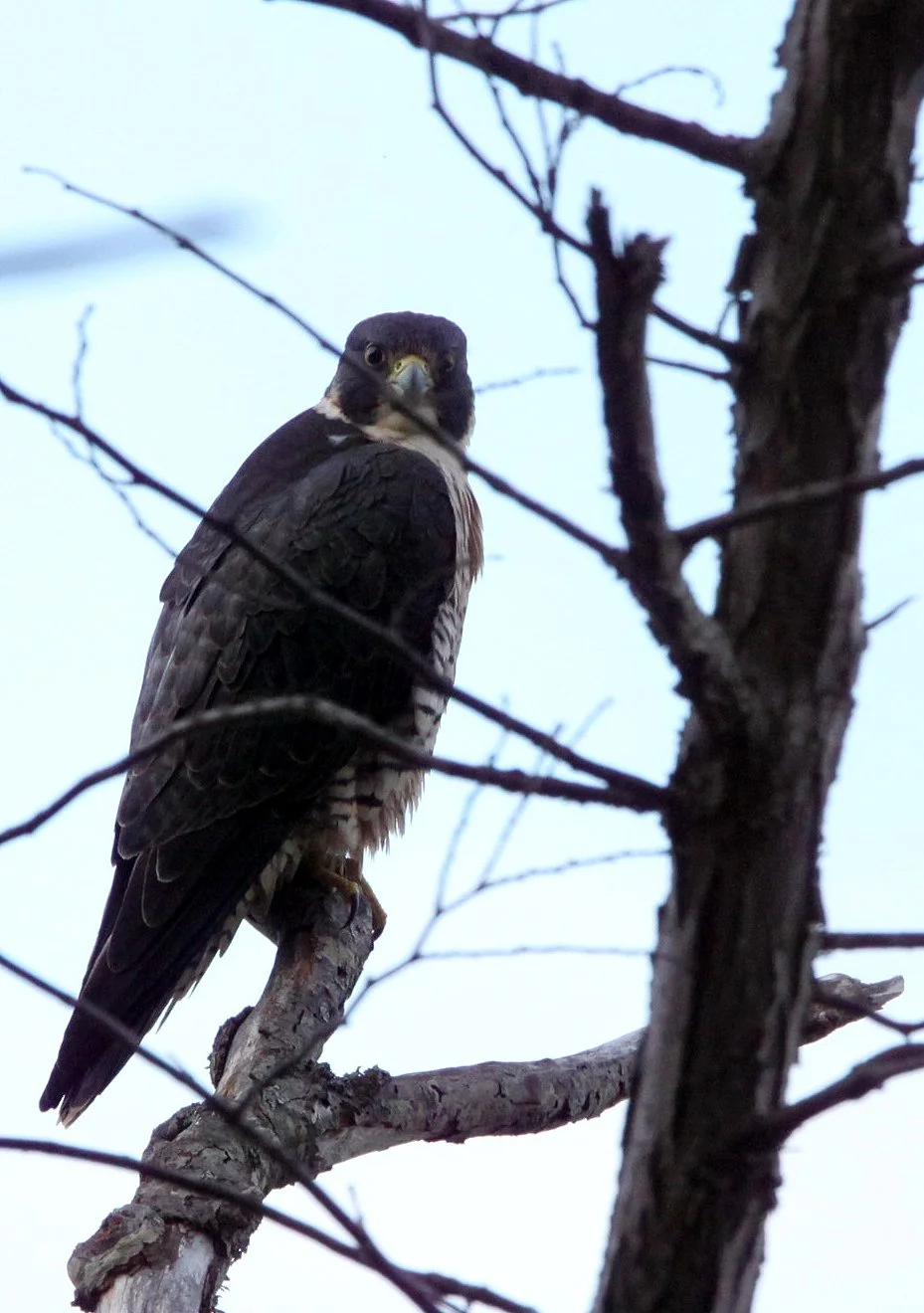 Falco peregrinus pealei - PEALE'S PEREGRINE FALCON - LAKE FARM BLUFFS WA (8).JPG