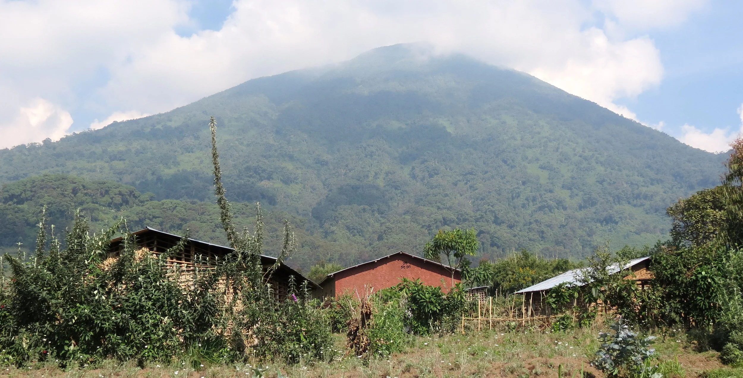 PARC DU VULCANS RWANDA (45).JPG