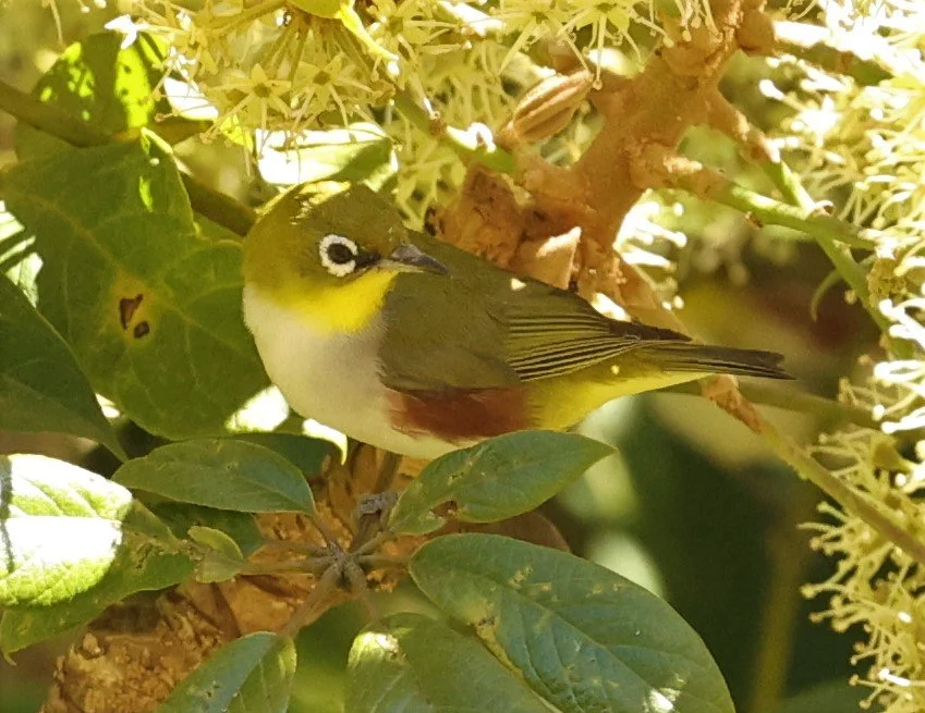 Chestnut-flanked White-eye (Zosterops erythropleurus) Doi Inthanon NP, Chiang Mai Thailand (23).jpg