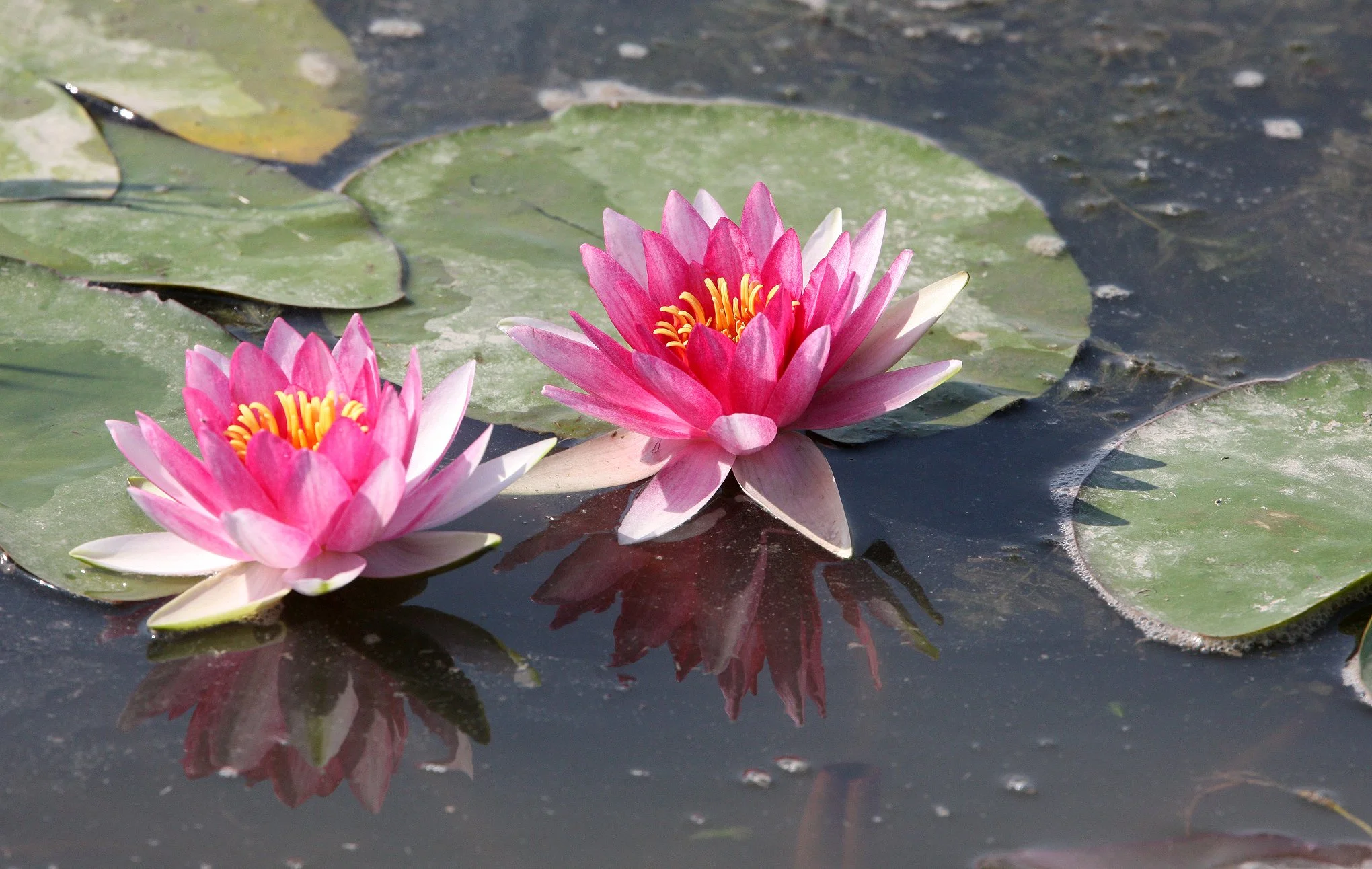 CHONGMING ISLAND - DONGTAN WETLANDS RESERVE - WATER LILIES (1).JPG
