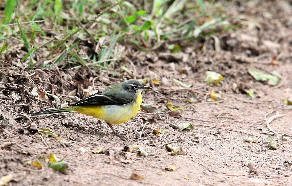 GREY WAGTAIL -  NANKOU, RUDONG, CHINA (3).JPG