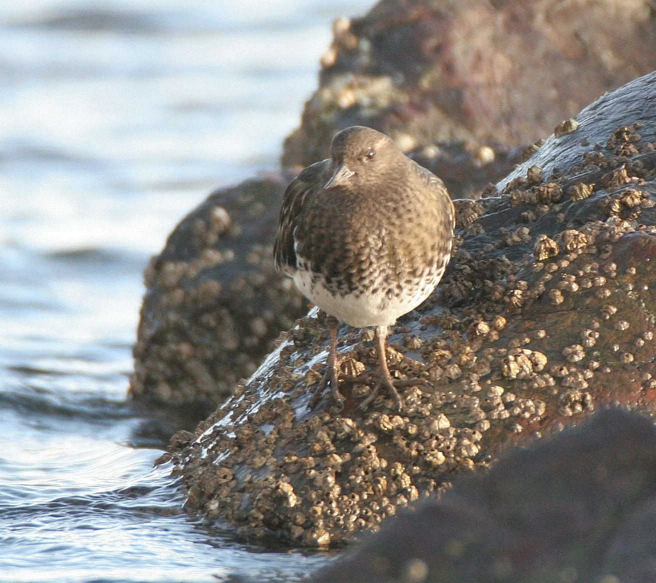 BIRD - TURNSTONE - BLACK TURNSTONE - PA HARBOR (26).jpg