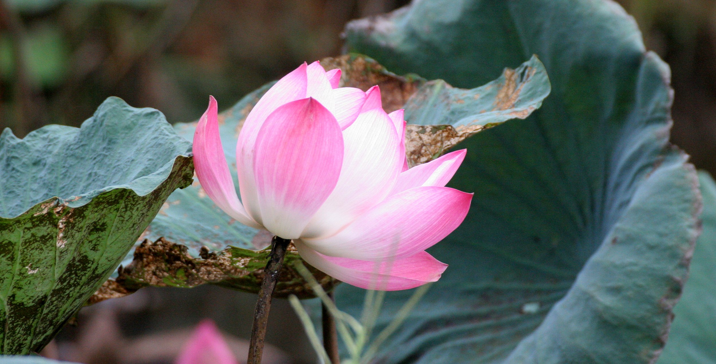 BUENG BORAPHET THAILAND - LOTUS PLANTS (5).JPG