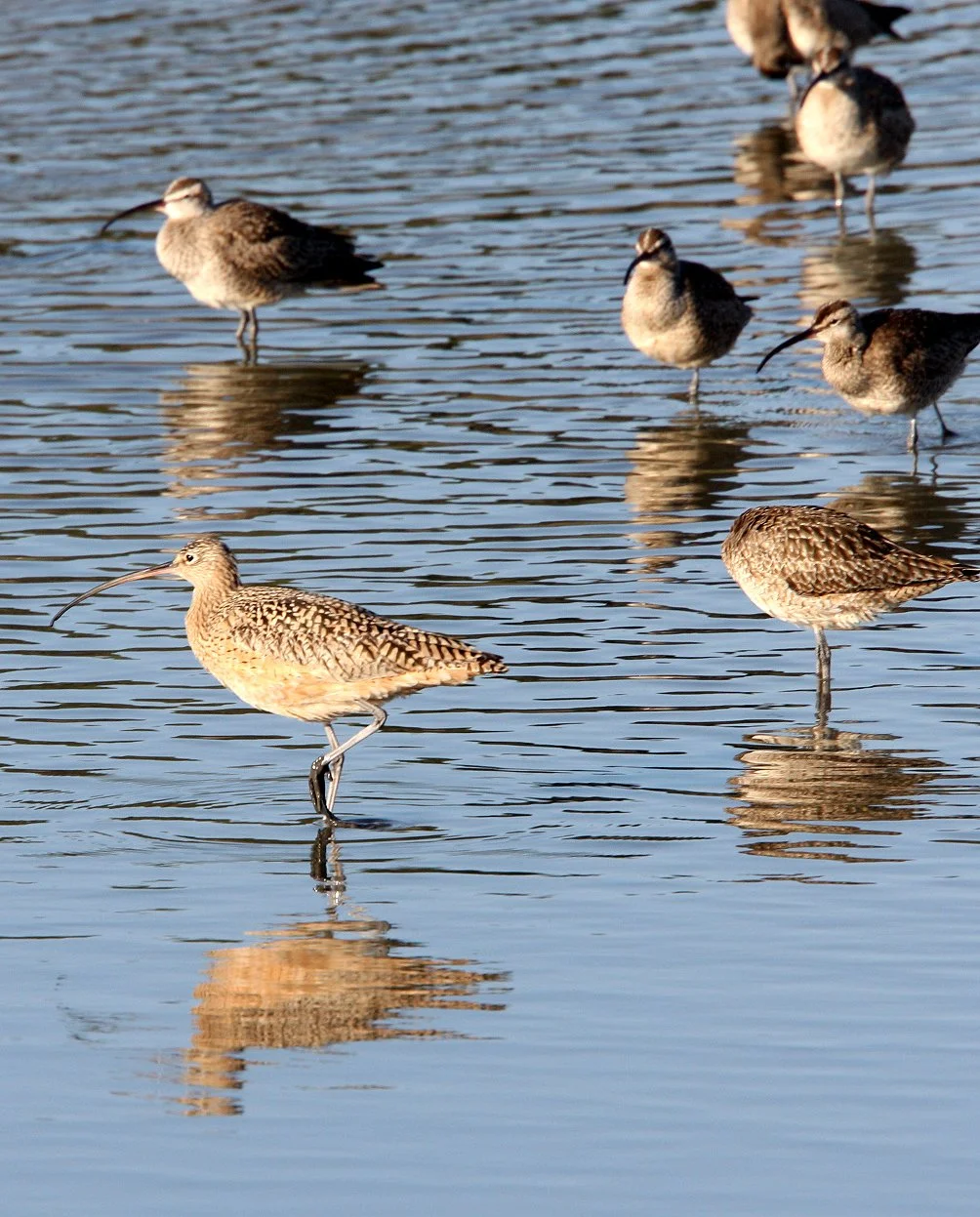 BIRD - CURLEW - LONG-BILLED CURLEW - SAN JOAQUIN WILDLIFE REFUGE IRVINE CALIFORNIA (7).JPG