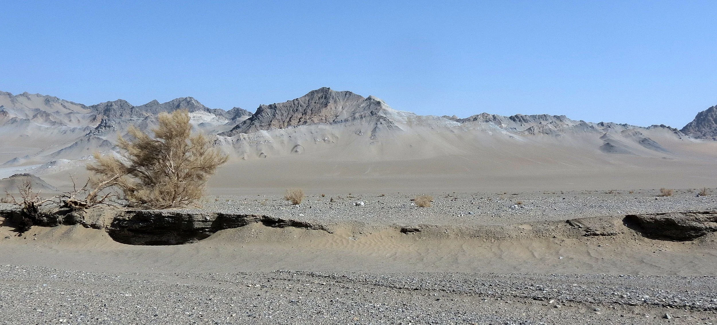 LOP NUR WILD BACTRIAN CAMEL RESERVE - XINJIANG CHINA (86).JPG