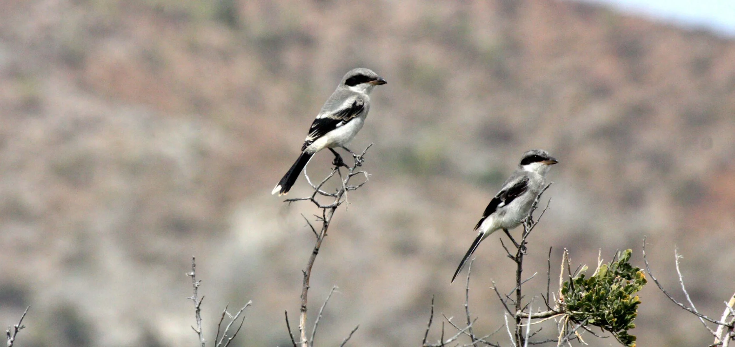 Loggerhead Shrike (Lanius ludovicianus) Isla Catalina Baja Mexico (6).JPG