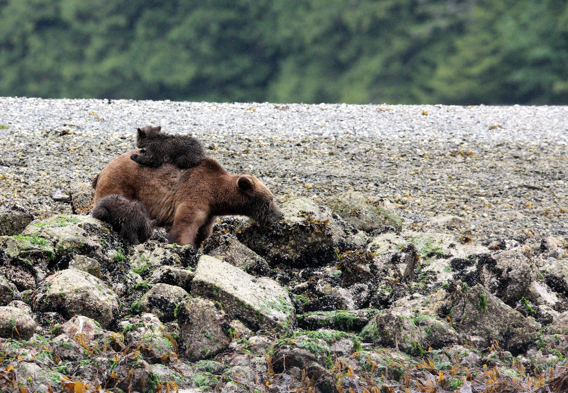 Ursus arctos stikeenensis - STICKEEN'S GRIZZLY BEAR - MOM AND HER FIRST YEAR CUBS - KNIGHT'S INLET BRITISH COLUMBIA (291).JPG