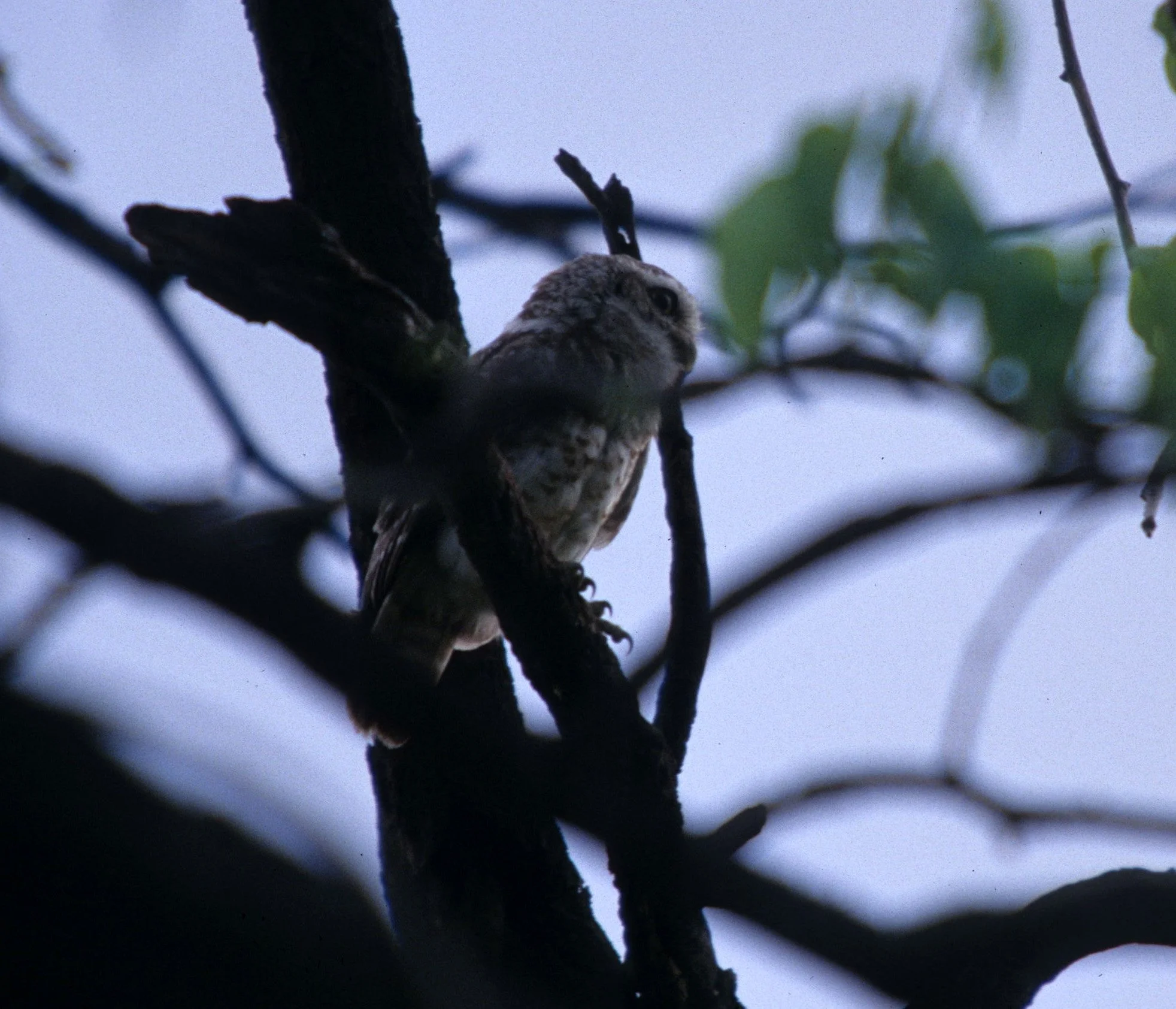 BIRD - OWL - SPOTTED OWLET - CHITWAN NEPAL D.jpg