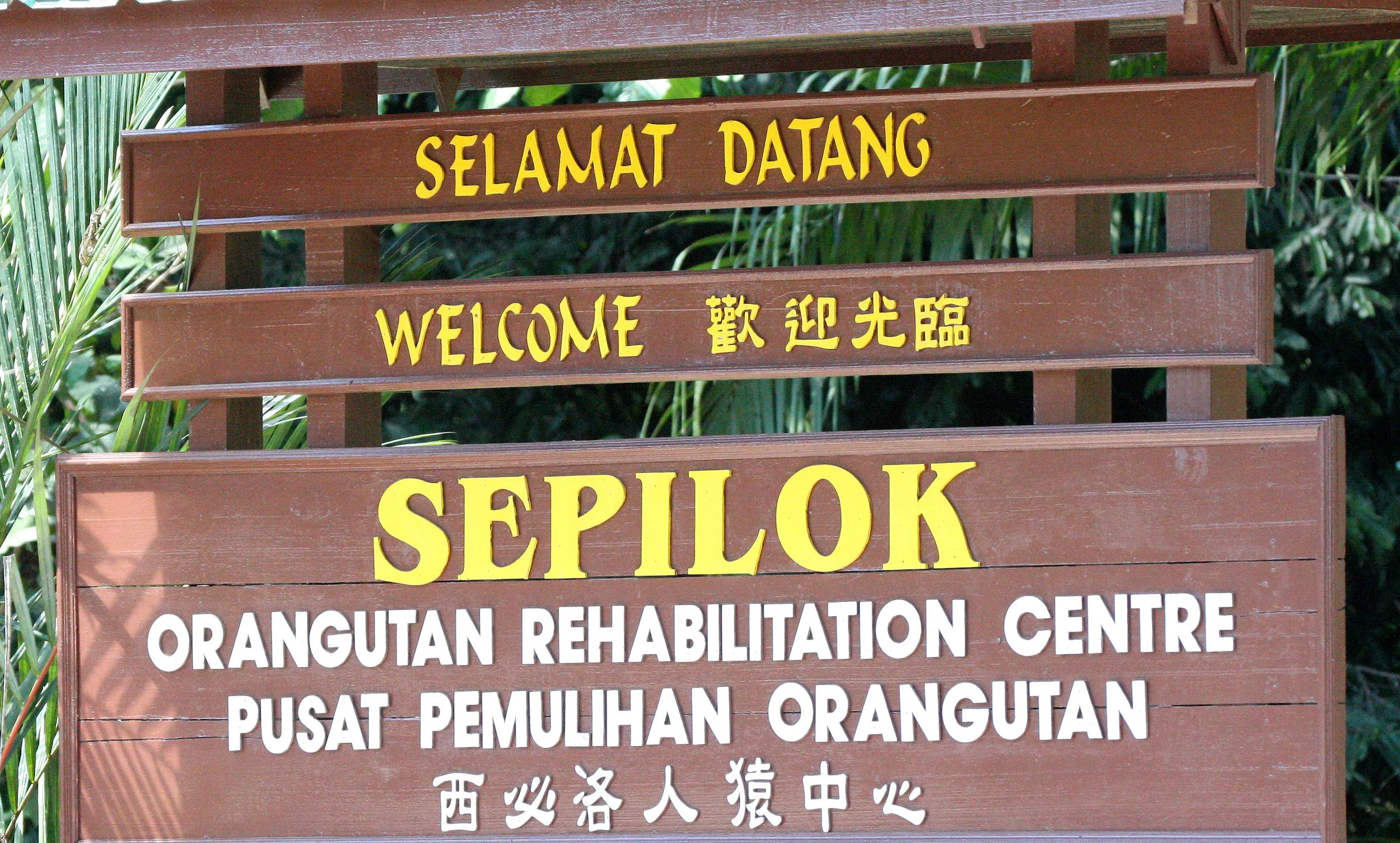 SEPILOK VIRGIN FOREST PRESERVE (5).JPG