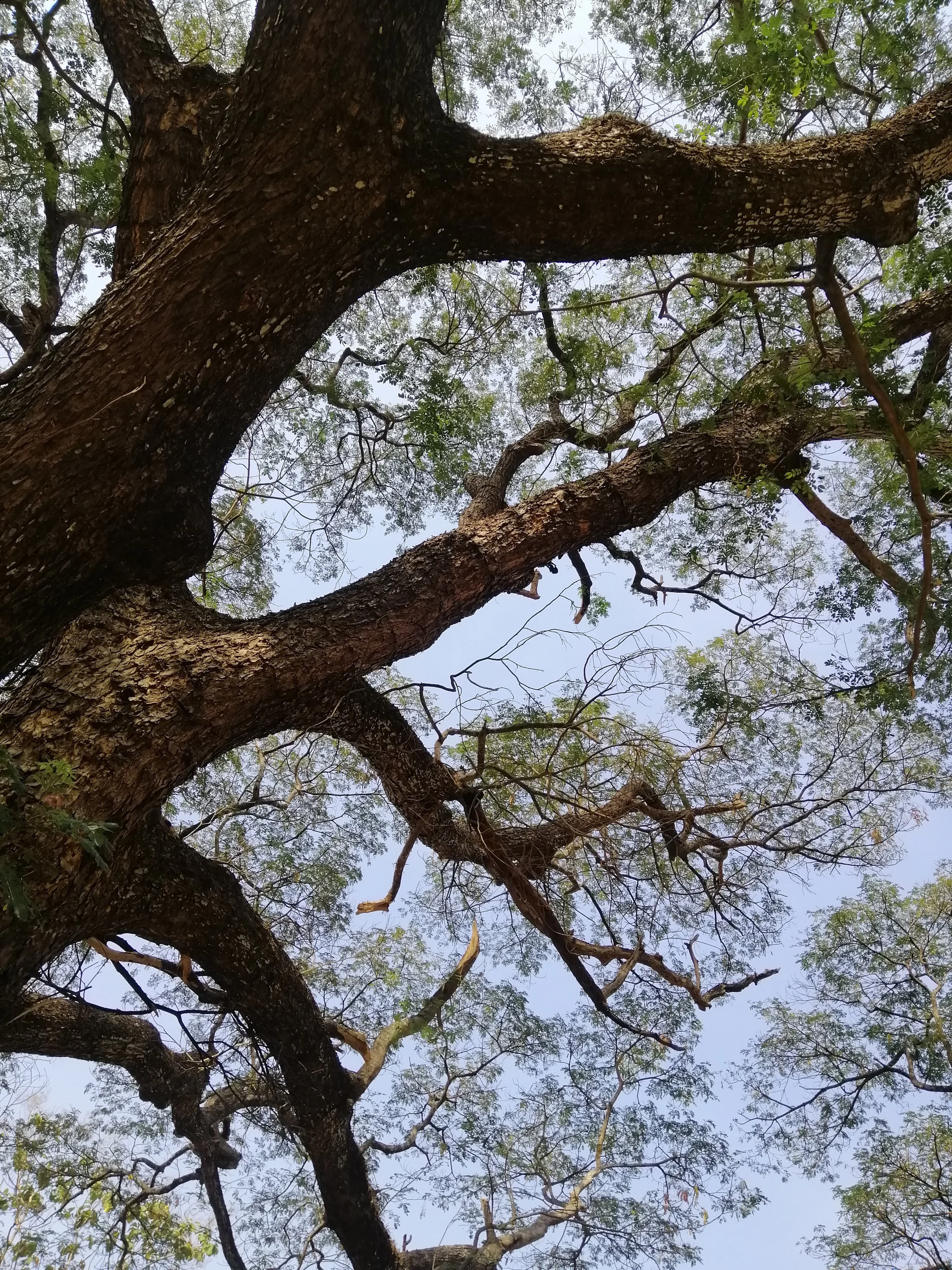Samanea saman, commonly known as a Monkey Pod or Rain Tree. It is estimated to be over 100 years old. 
