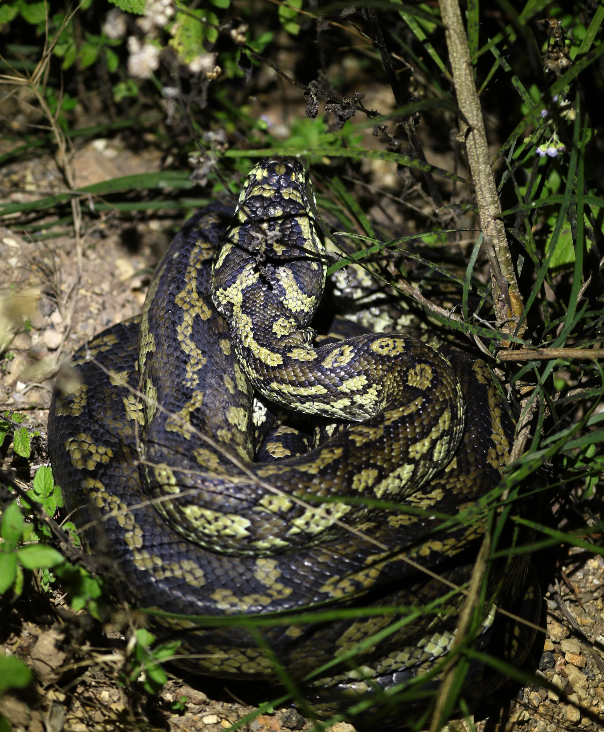 Carpet Python (Morelia spilota) Mount Hypipamee Crater NP & Vicinity - Queensland (20).jpg