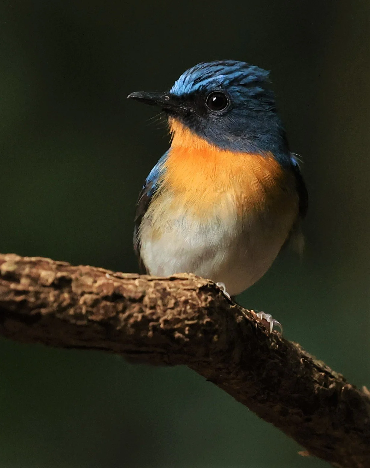 FLYCATCHER - INDOCHINESE BLUE-FLYCATCHER - Cyornis sumatrensis - NUY HIDE NEAR KAENG KRACHAN FEB 2022 (4).jpg
