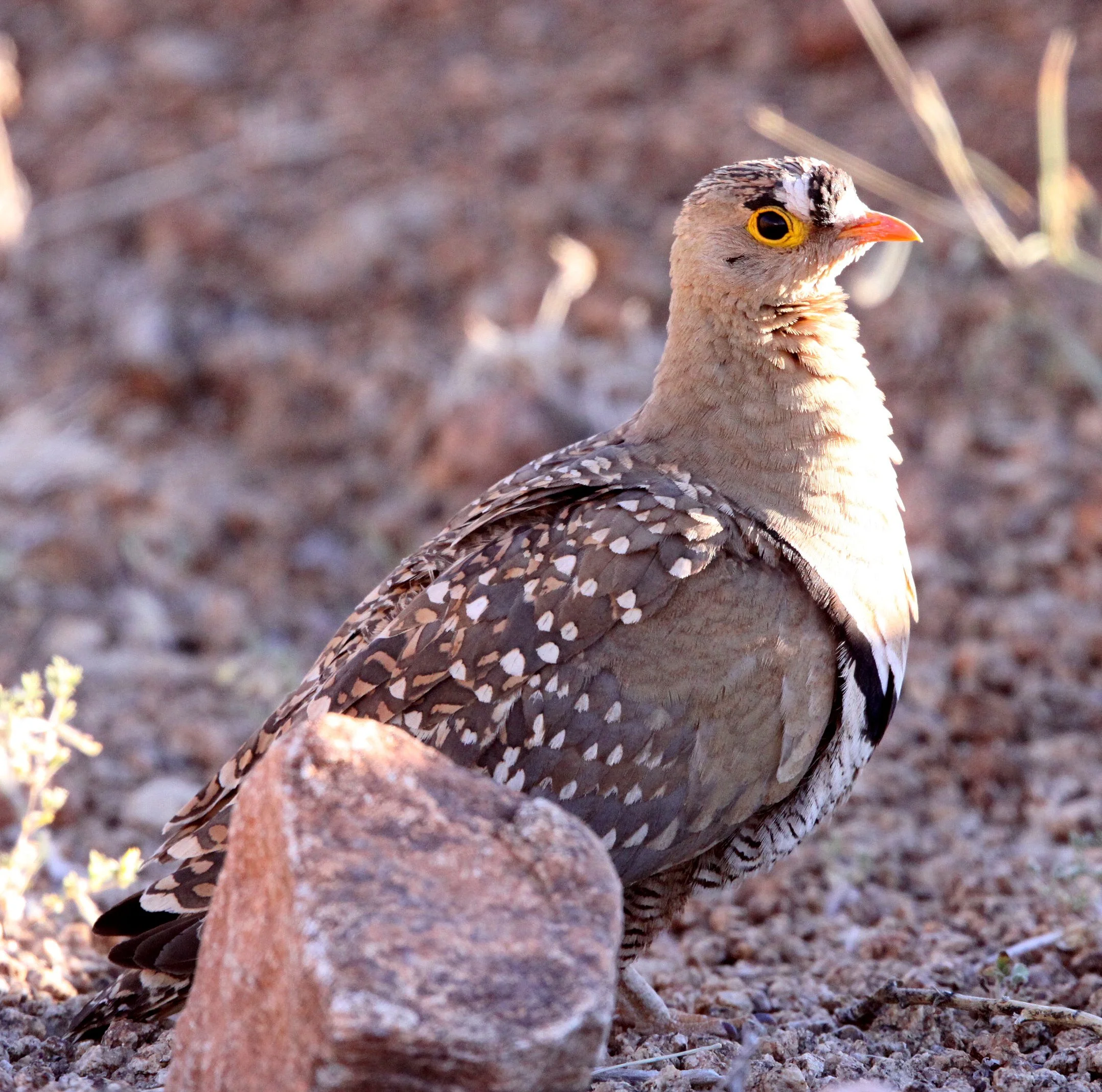Double-banded Sandgrouse (Pterocles bicinctus) Augrabies Falls NP South Africa (7).JPG
