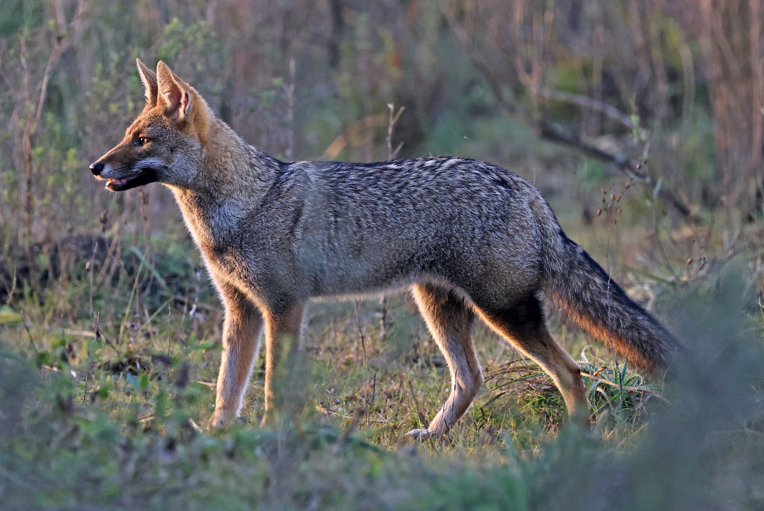 Pampas Fox (Lycalopex gymnocercus) El Palmar National Park, Entre Rios, Argentina (7).jpg
