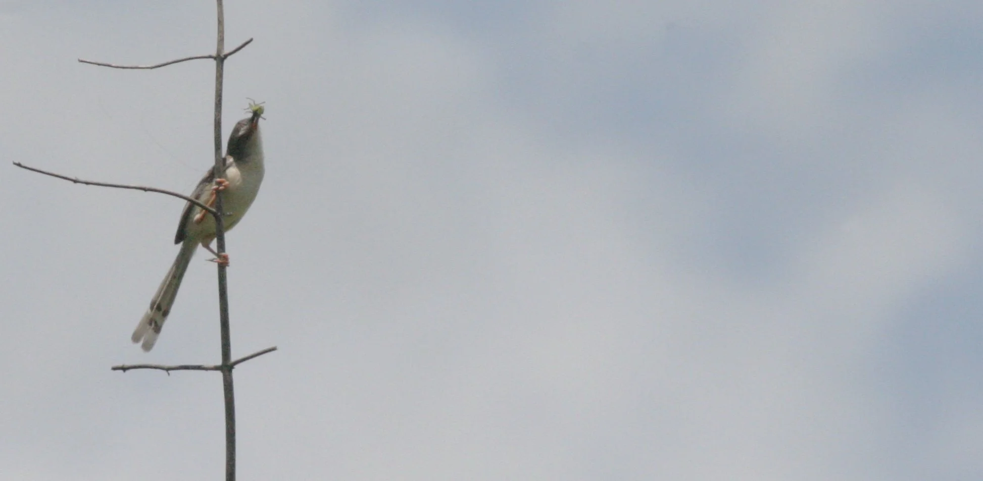 PRINIA - YELLOW-BELLIED PRINIA - Prinia flaviventris - KHAO YAI NATIONAL PARK THAILAND (7).JPG