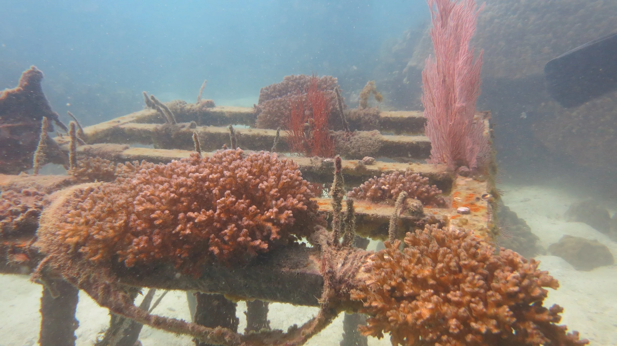 2016 BPS Satthahip Dive Trip with Marine Conservation Club (47).JPG