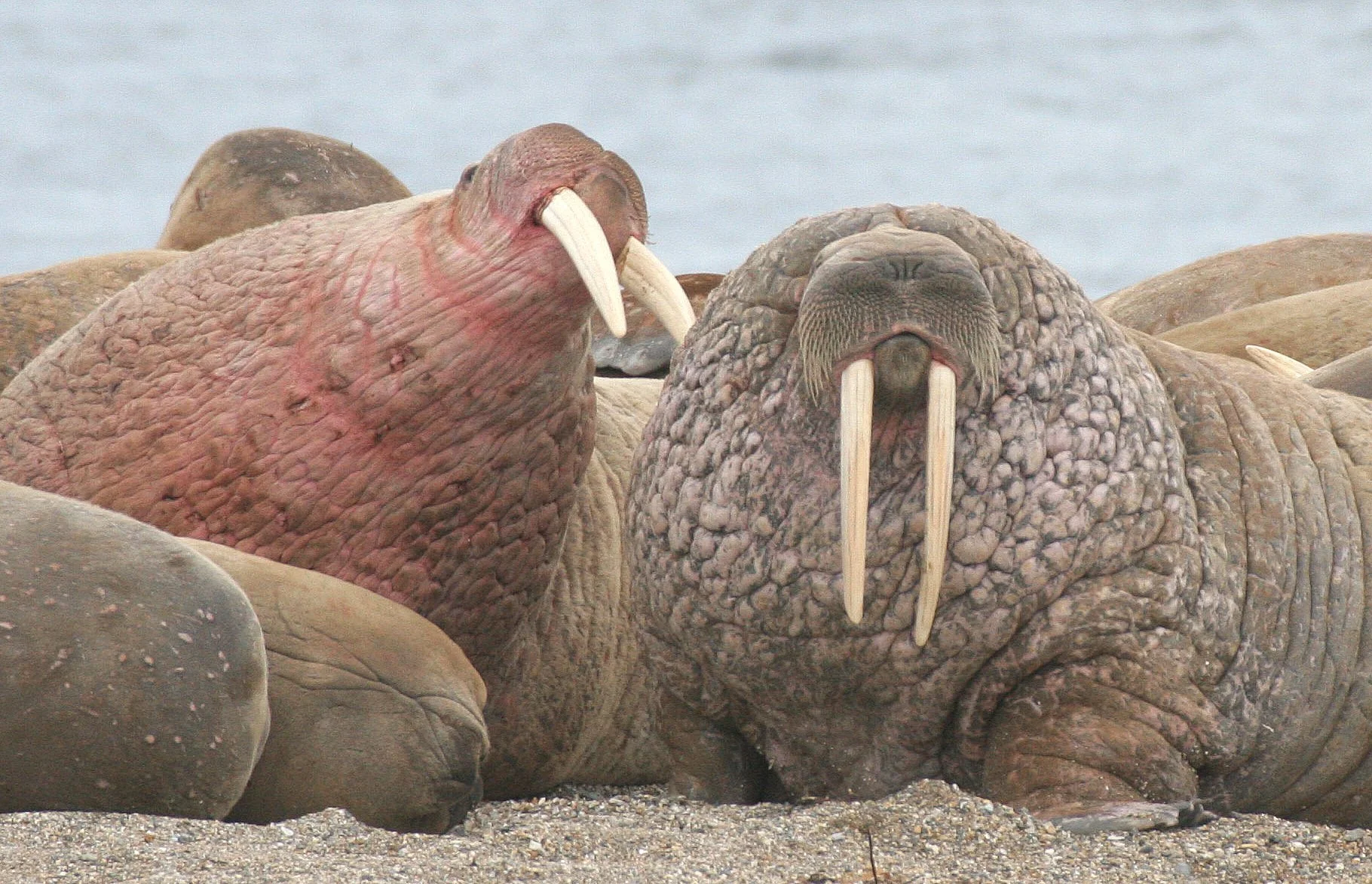 PINNIPED - WALRUS - ATLANTIC WALRUS - SVALBARD (209).jpg