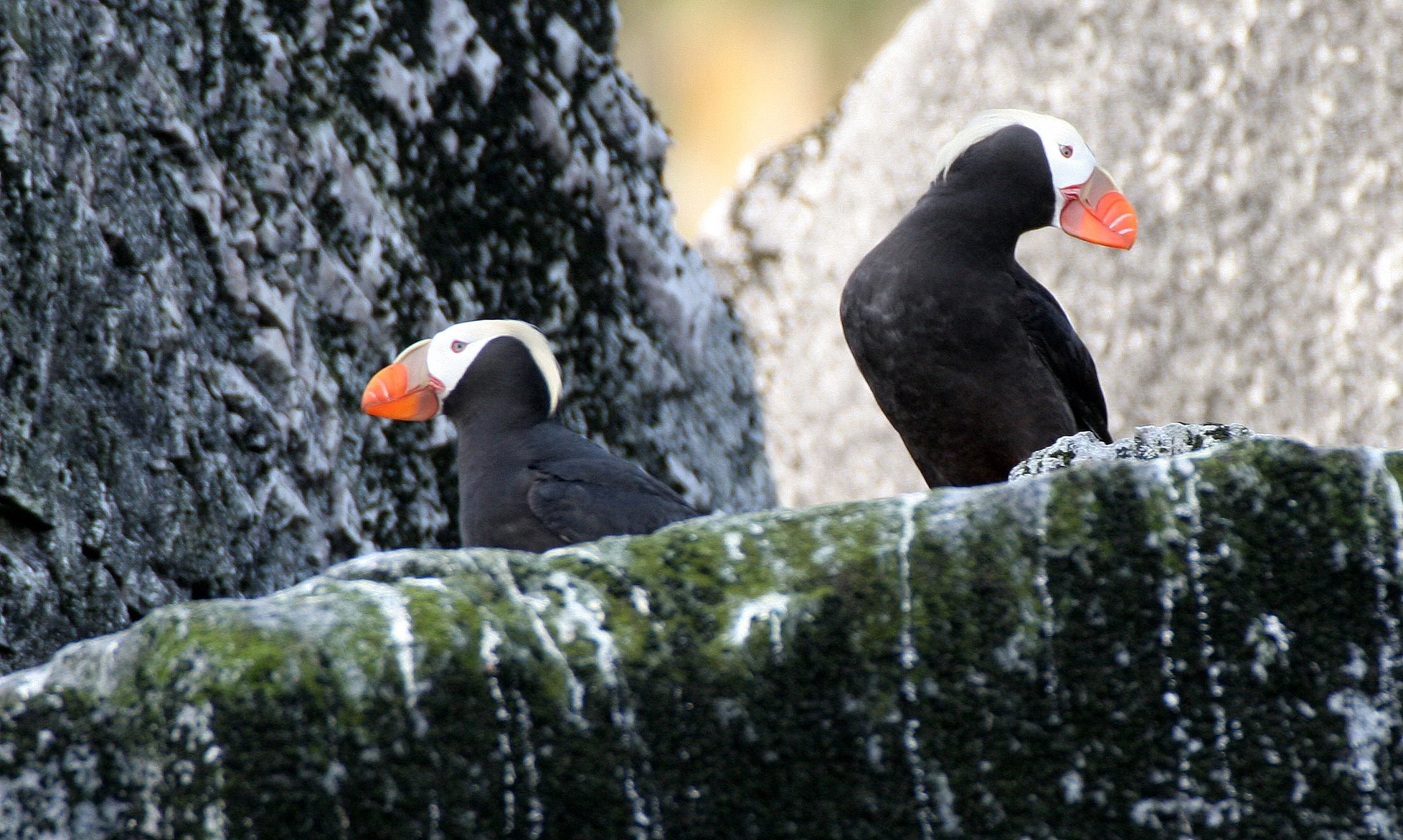 Fratercula cirrhata - TUFTED PUFFIN - COMMANDERS (1).jpg