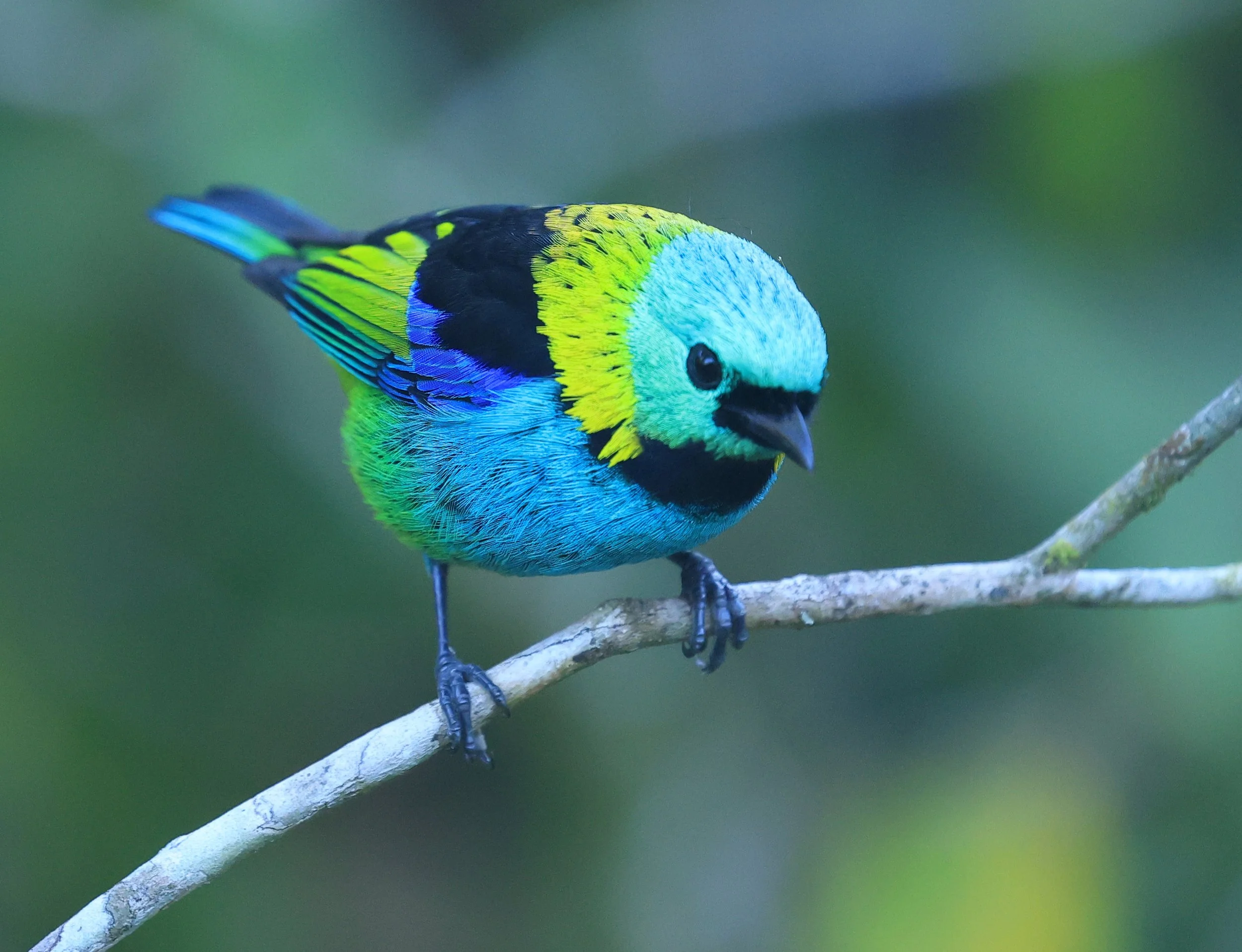 Green-headed Tanager (Tangara seledon)  Superagui National Park, Brazil (208).jpg