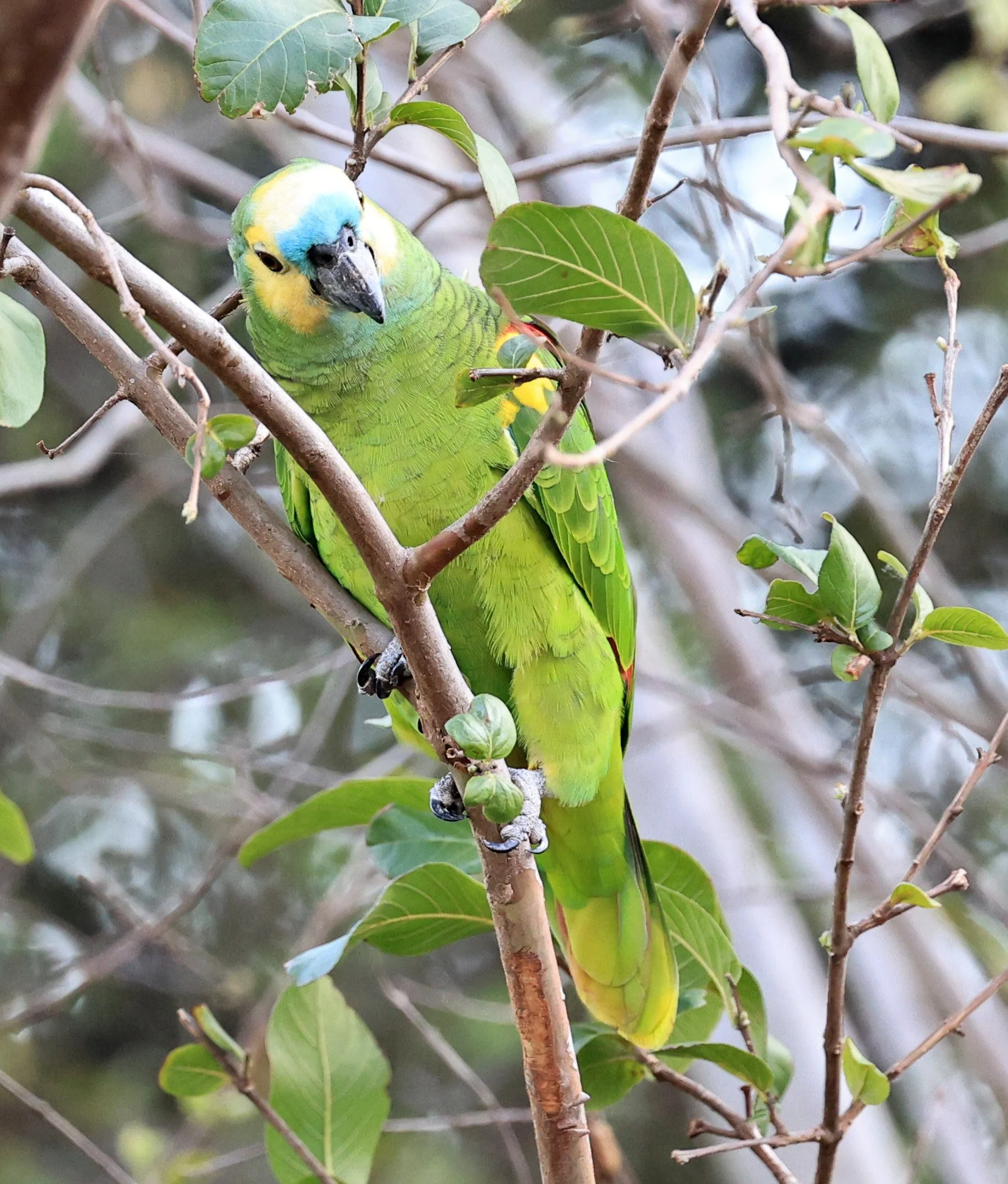 Blue-fronted Amazon (Amazona aestiva) Estancia Campo'í Paraguay (14).jpg