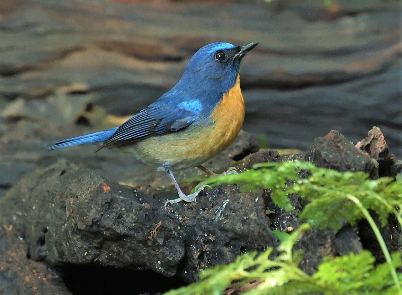 FLYCATCHER - CHINESE BLUE FLYCATCHER - Cyornis glaucicomans - PETCHABURI PROVINCE - NUY HIDE NEAR KAENG KRACHAN JAN 2022 (6).jpg