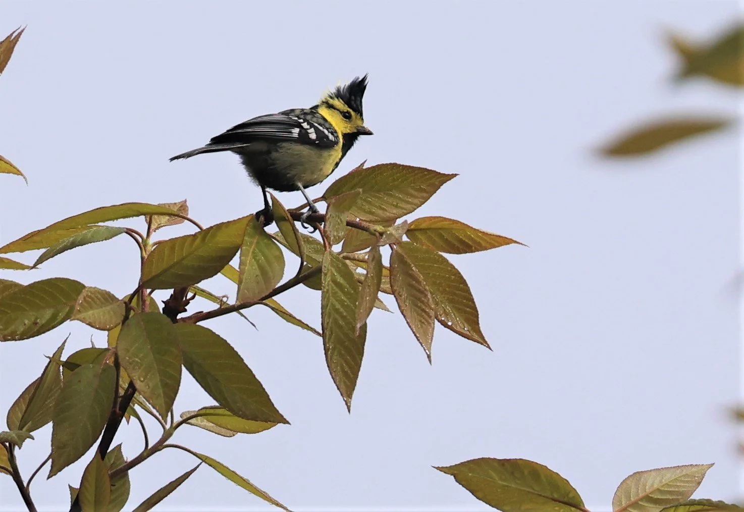 Yellow-cheeked Tit (Machlolophus spilonotus) Doi Inthanon NP, Thailand (1).JPG