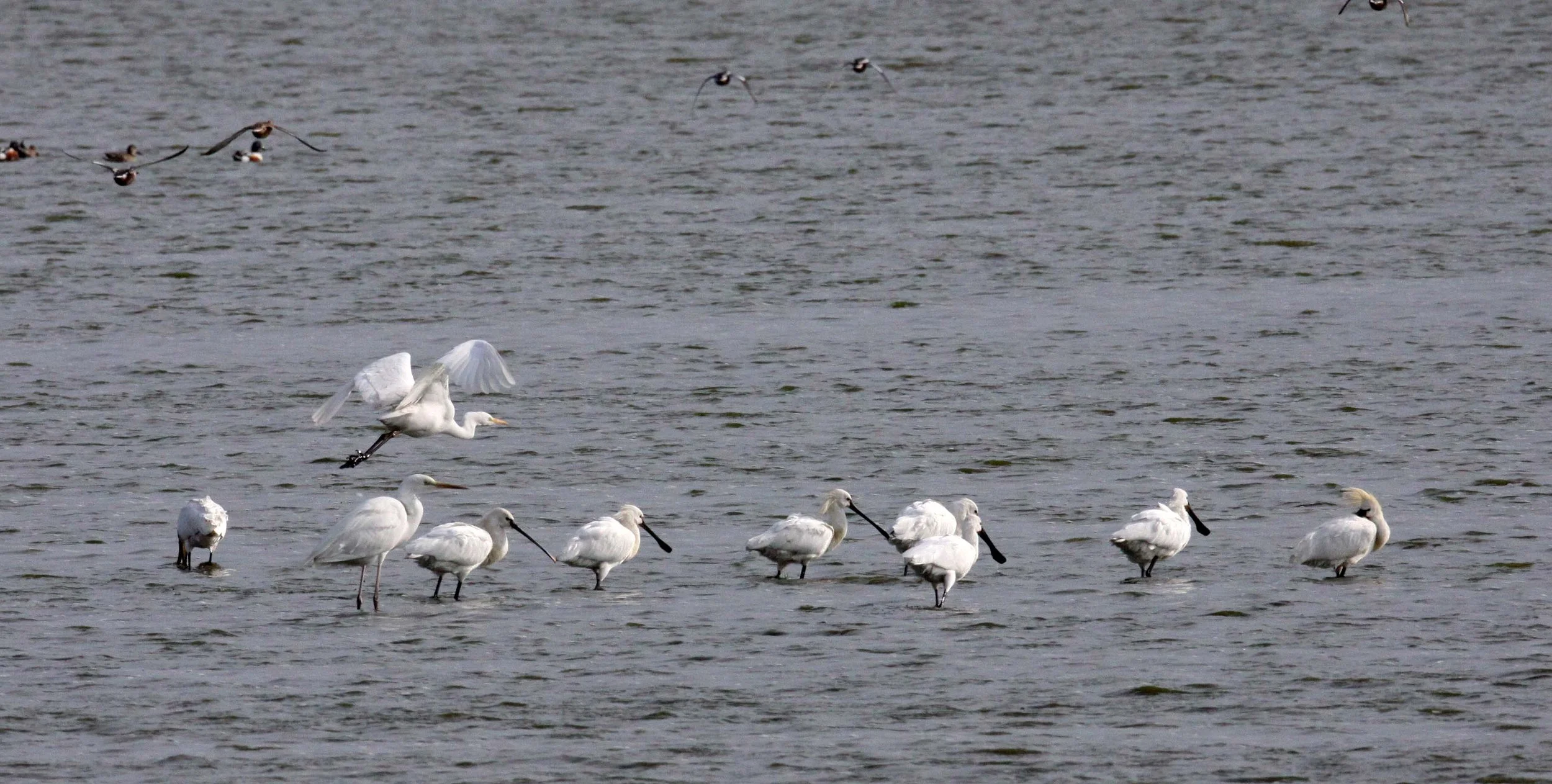 SPOONBILL - EURASIAN SPOONBILL - Platalea leucorodia - YANCHENG CHINA (19).JPG