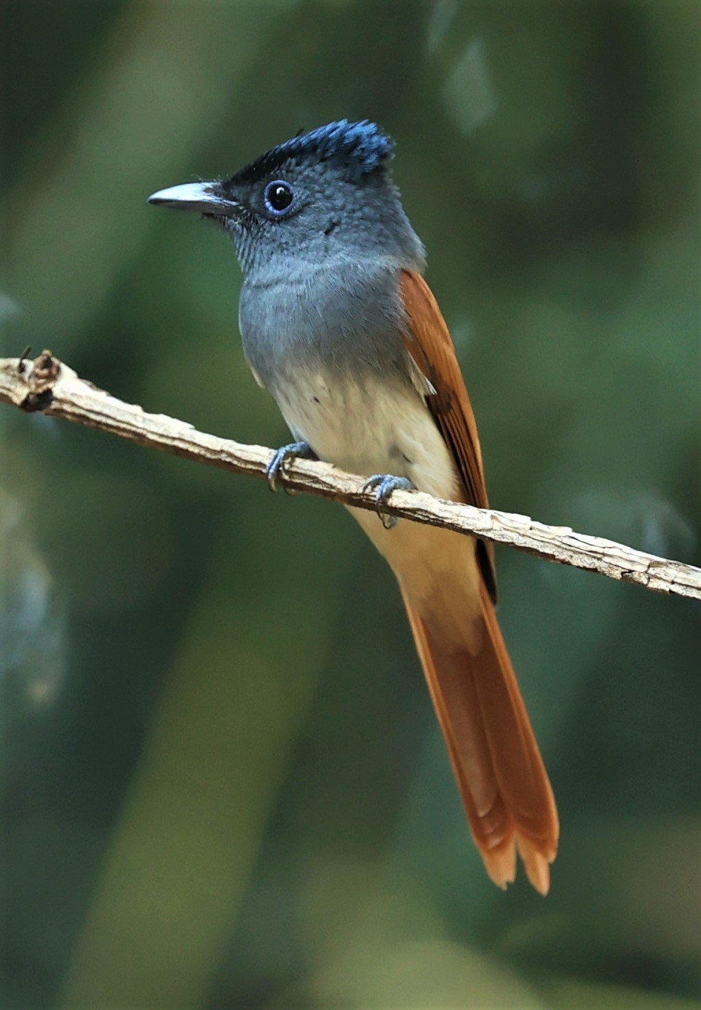 PARADISE-FLYCATCHER - BLYTH'S PARADISE-FLYCATCHER - Terpsiphone affinis - WAT THAM PRATHUM CHONBURI JAN 30 2022 (39).jpg
