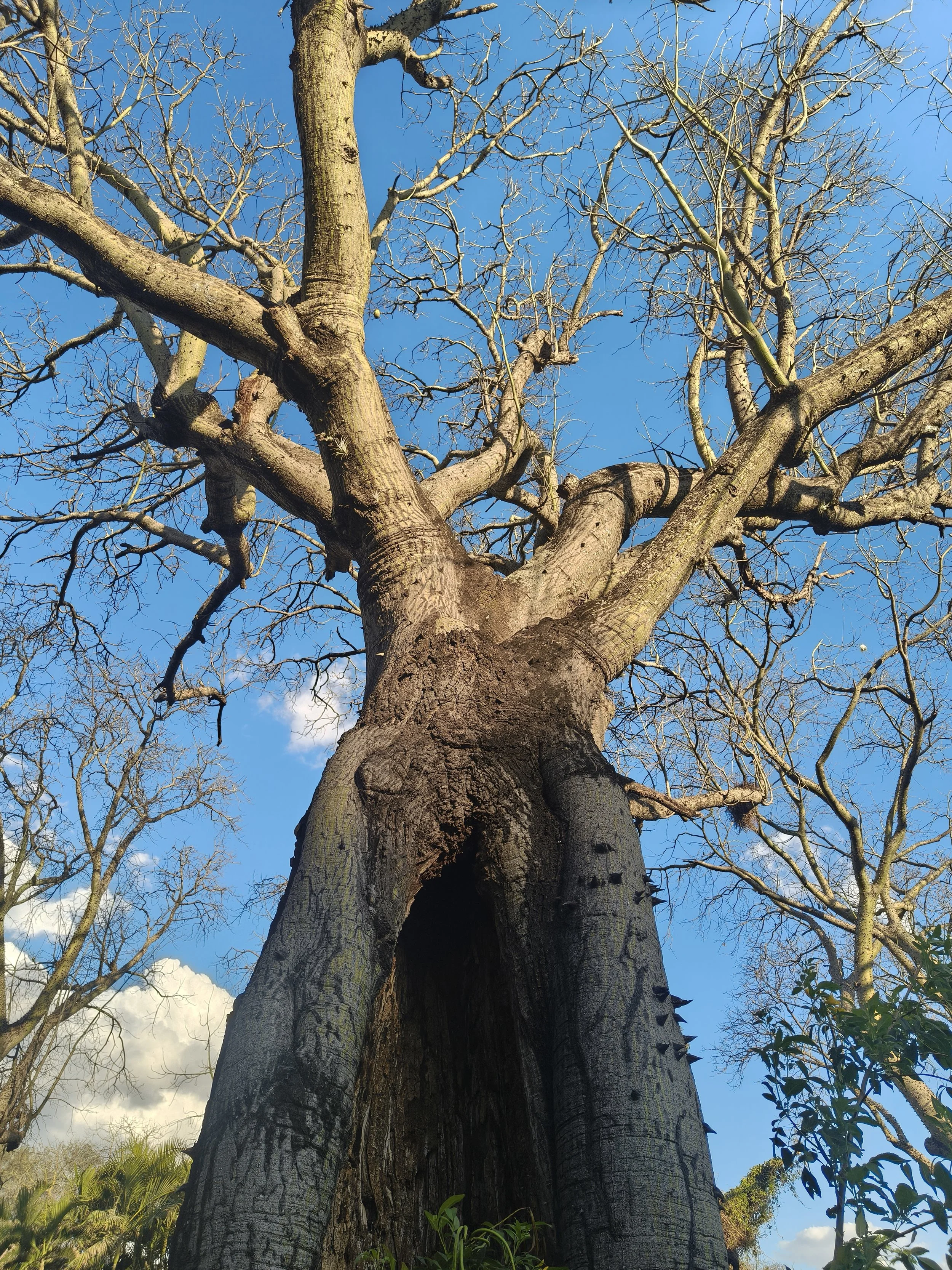 Ceiba chodatii 