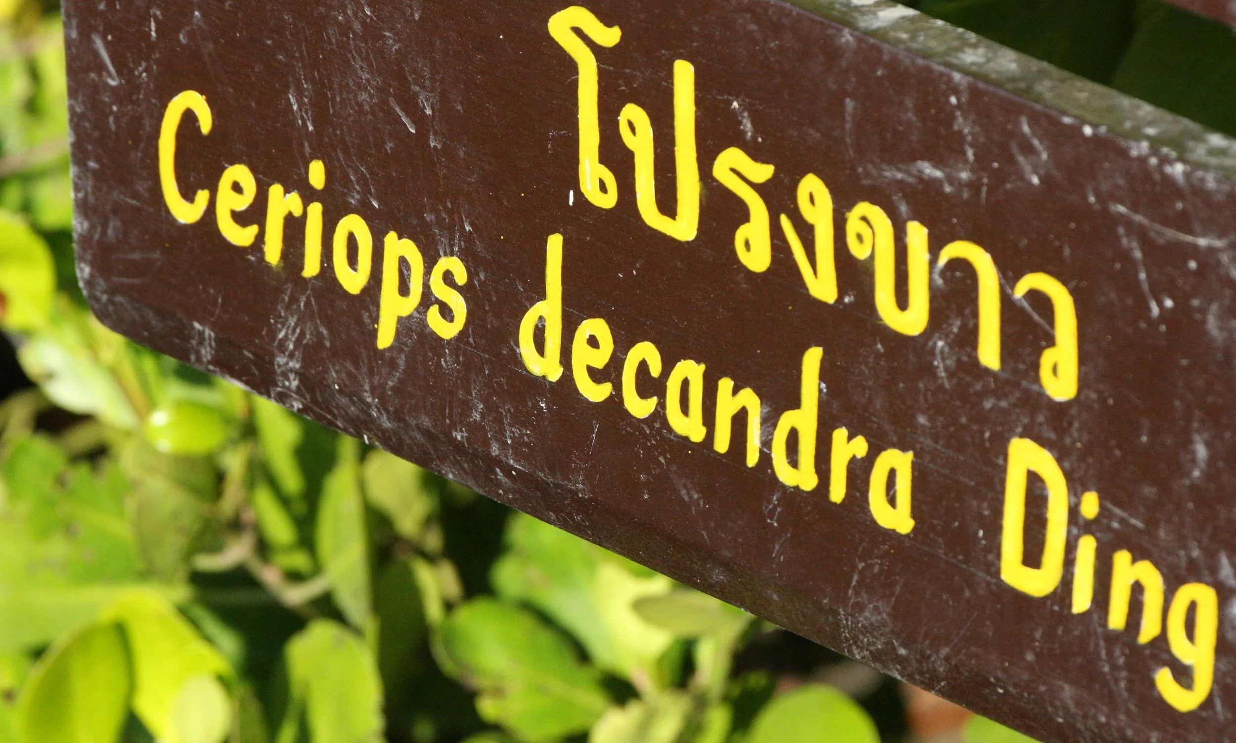 2016 Koh Lanta TheOtherSideVillas - Nature at our Home (88).JPG