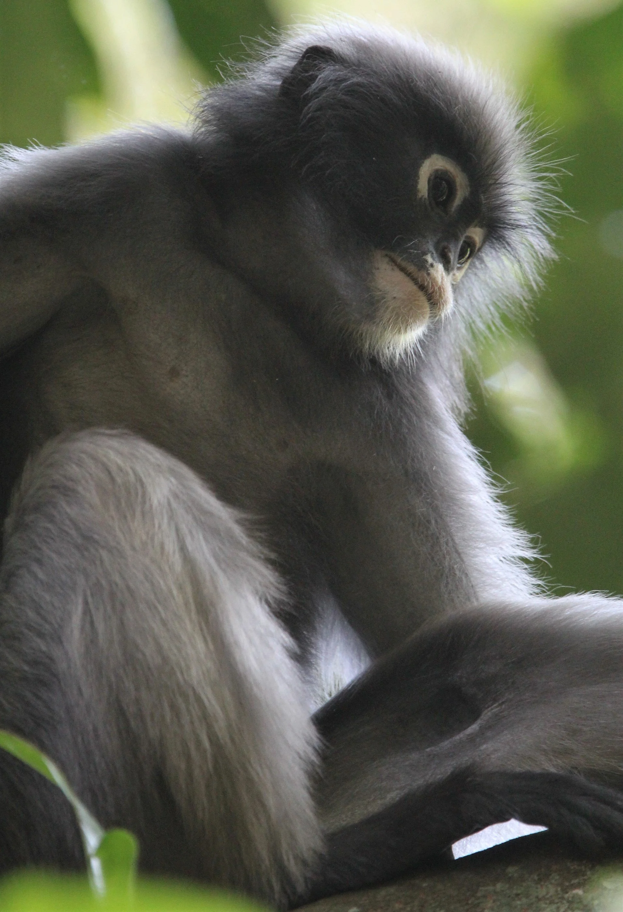 CERCOPITHECIDAE - Trachypithecus obscurus flavicauda - BLOND-TAILED (DUSKY) LANGUR - KAENG KRACHAN NATIONAL PARK THAILAND (85).jpg
