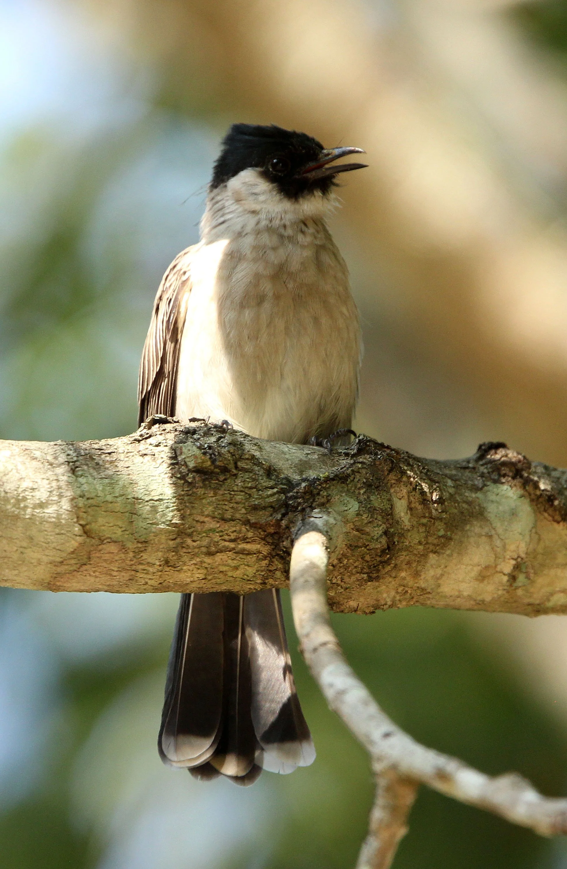 BULBUL - SOOTY-HEADED BULBUL - Pycnonotus aurigaster - HUAI KHA KHAENG NWS THAILAND (19).JPG
