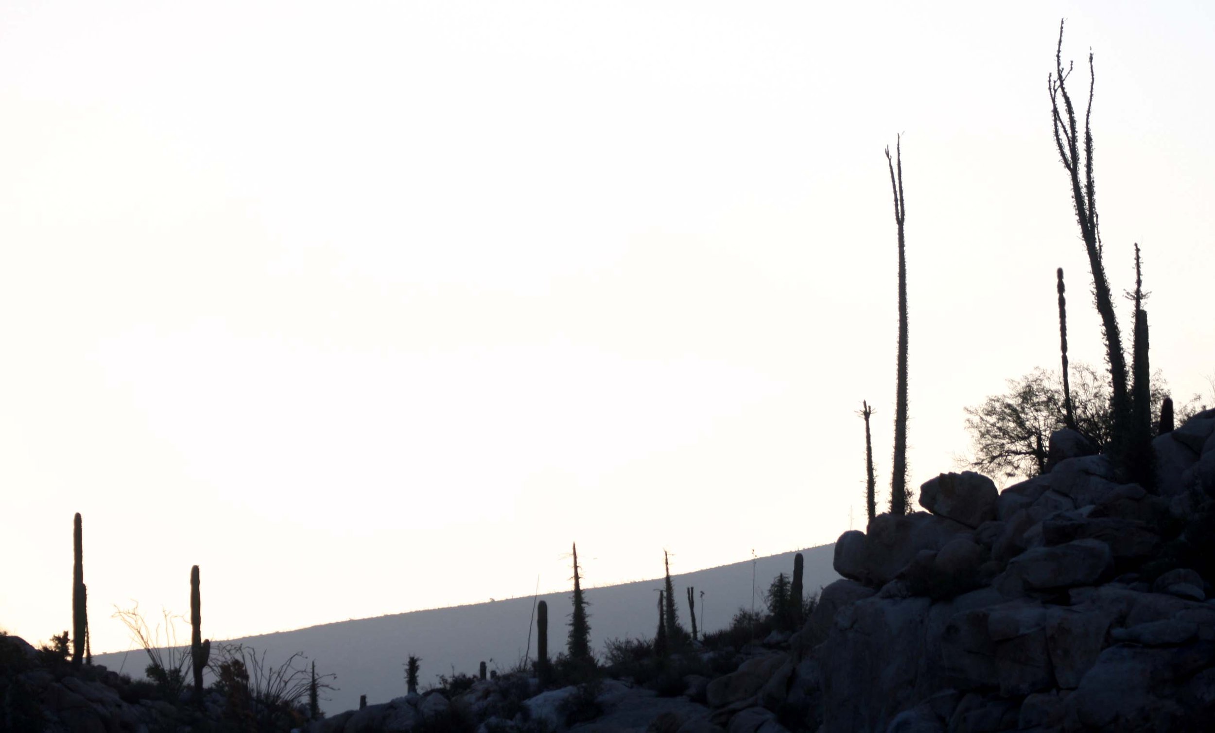 CATAVINA DESERT BAJA MEXICO - SUNRISE THROUGH THE BOOJUMS.JPG