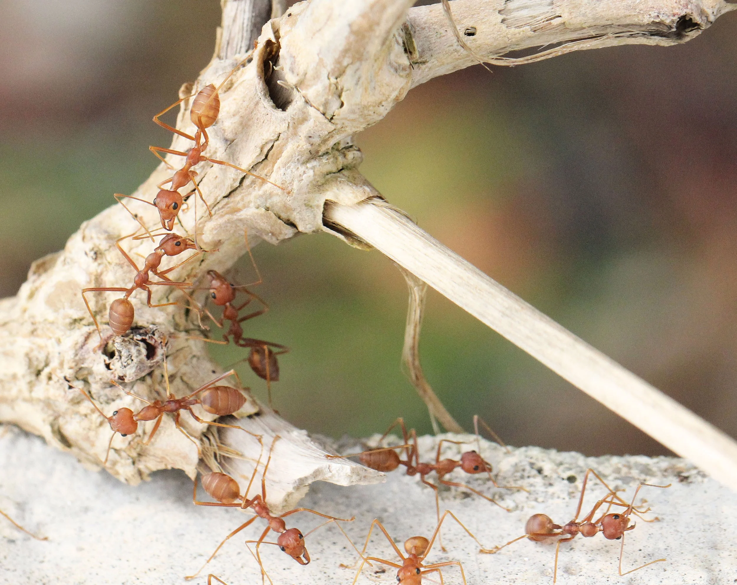 2015 Koh Lanta Build and Fun (168).JPG