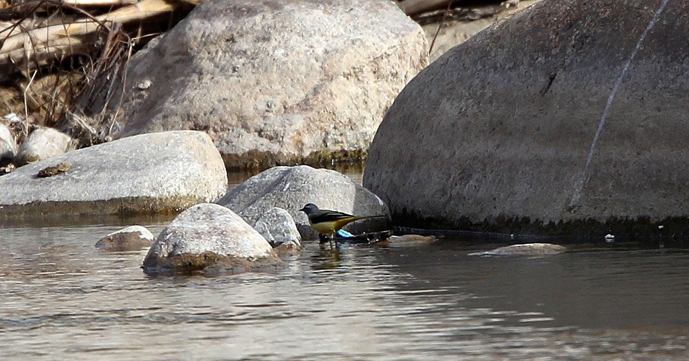 GREY WAGTAIL - FOPING CITY SHAANXI CHINA (1).JPG