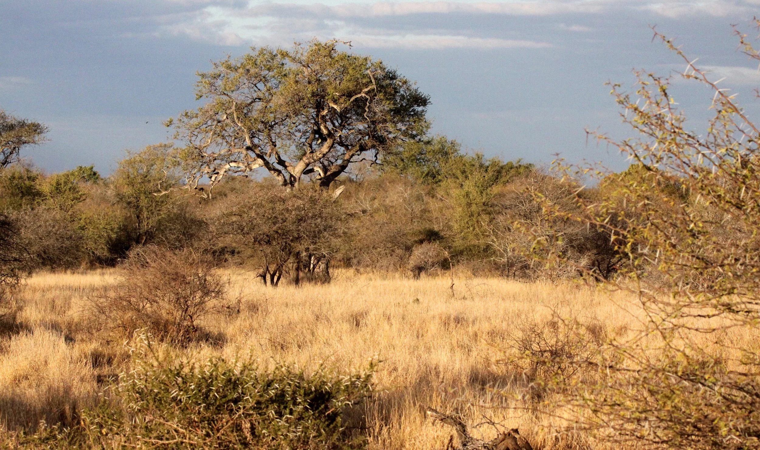 KRUGER - BUSHVELD COMMUNITY (2).JPG