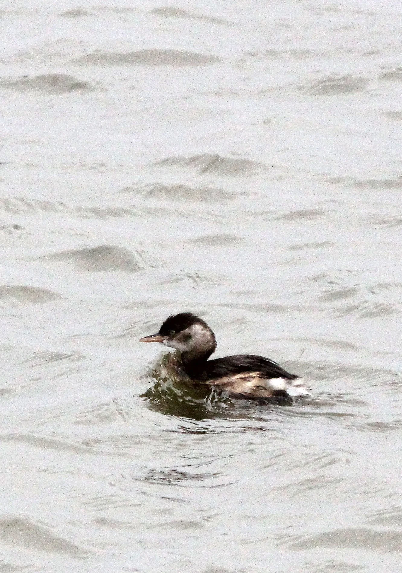 Little Grebe (Tachybaptus ruficollis) Poyang Lake Jiangxi Province China (5).JPG