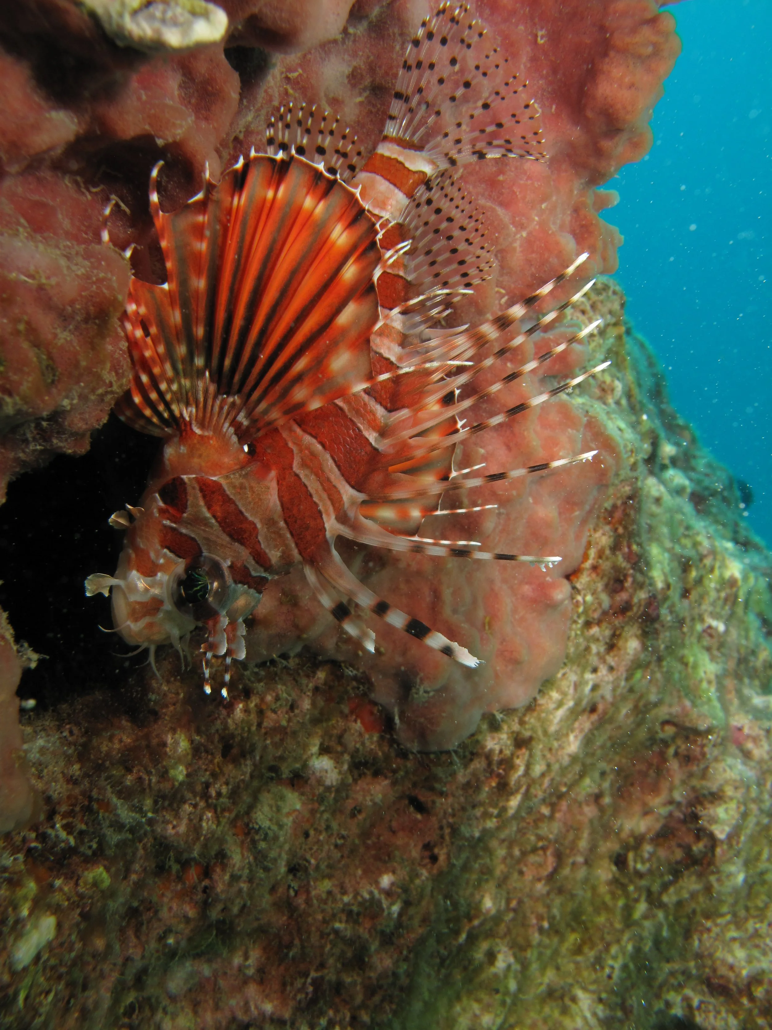2013 Diving Koh Lanta (83).jpg