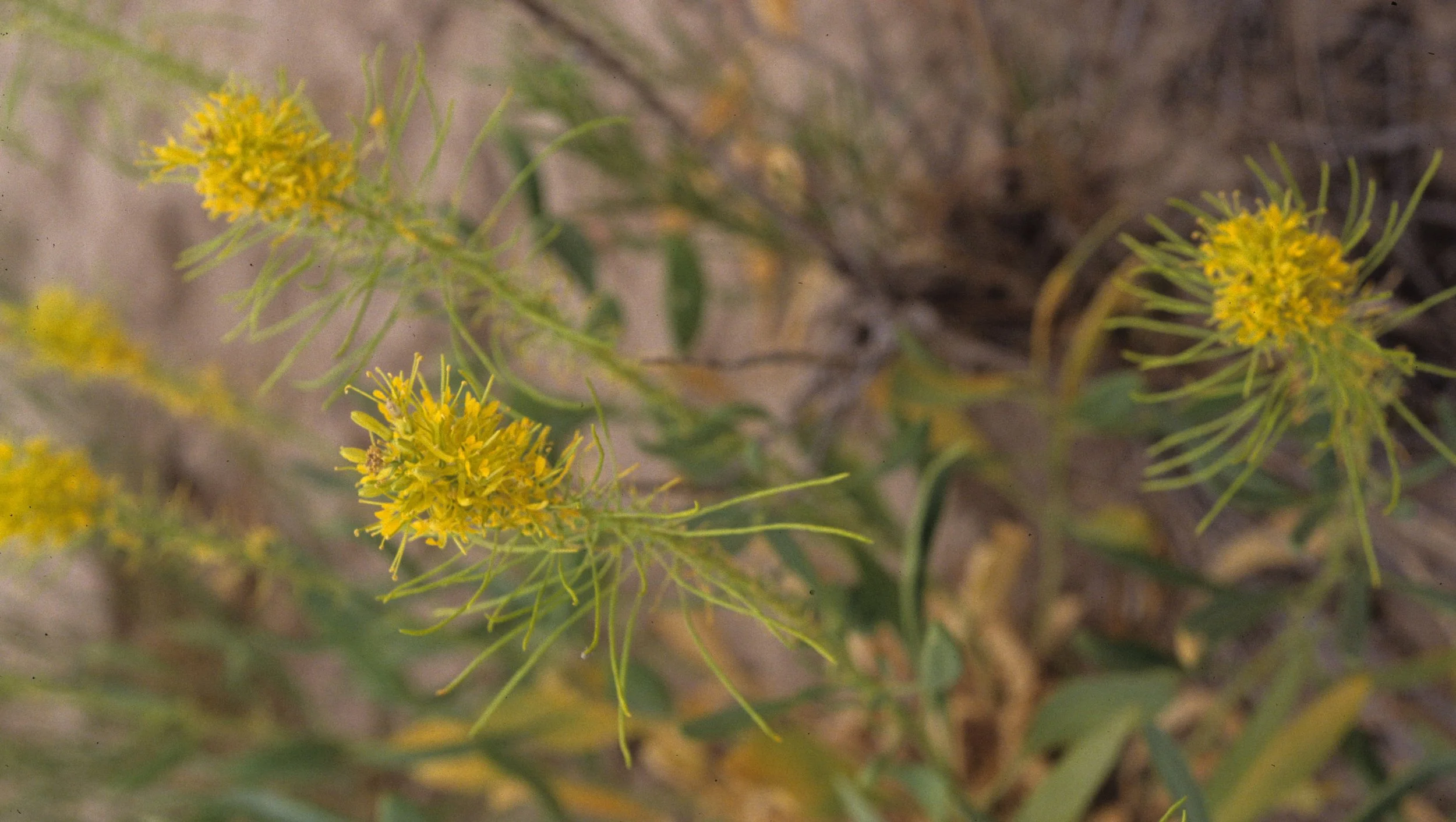 GREAT PLAINS - STANLEYA SPECIES - CHIMNEY ROCK NM NEBRASKA.jpg