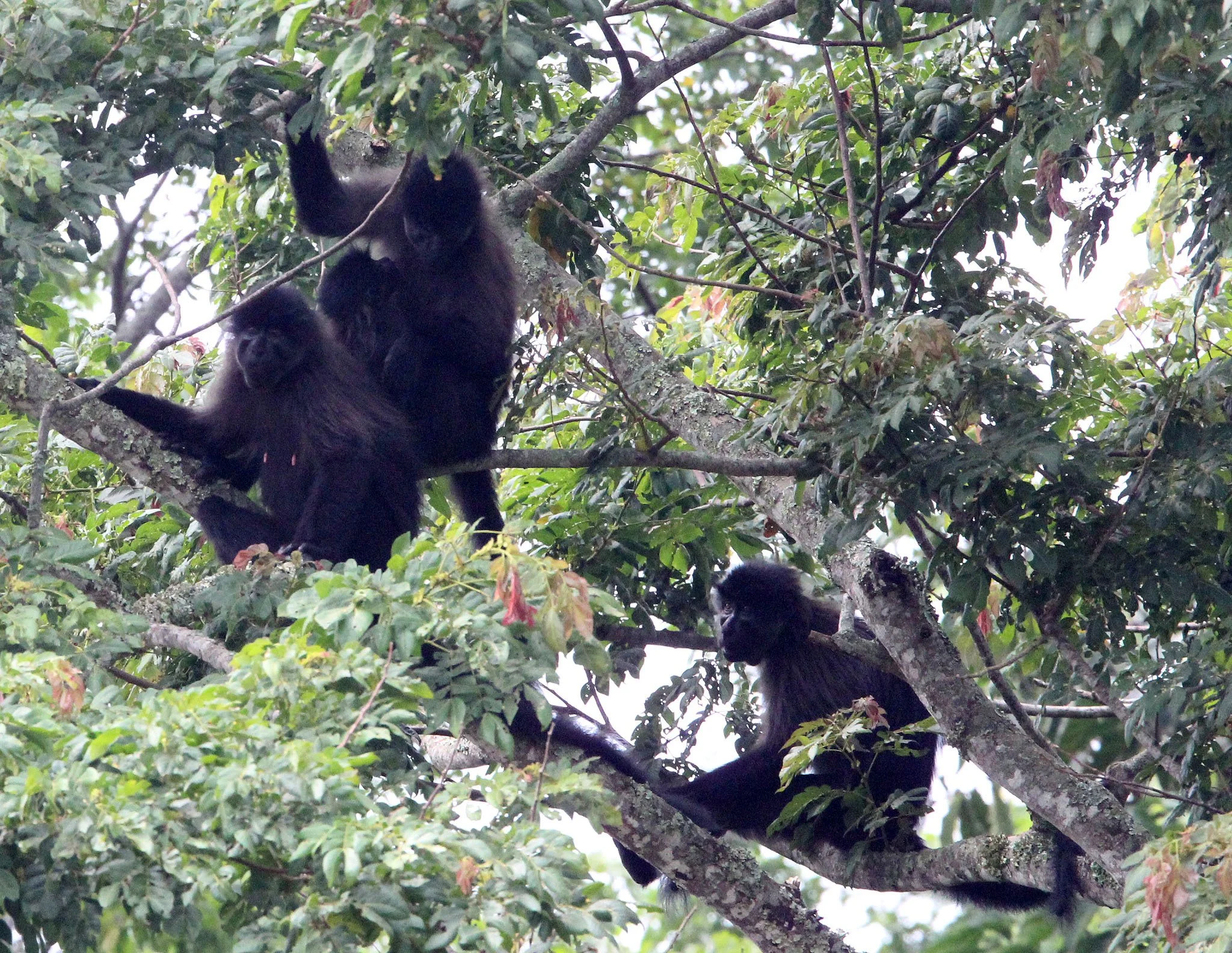 CERCOPITHECIDAE - Lophocebus ugandae - UGANDAN CRESTED MANGABEY - KIBALE NATIONAL PARK UGANDA (84).JPG