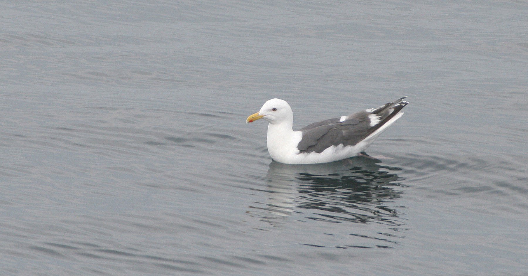 BIRD - GULL - SLATY-BACKED IN CENTRAL KURIL ISLANDS RUSSIA.jpg