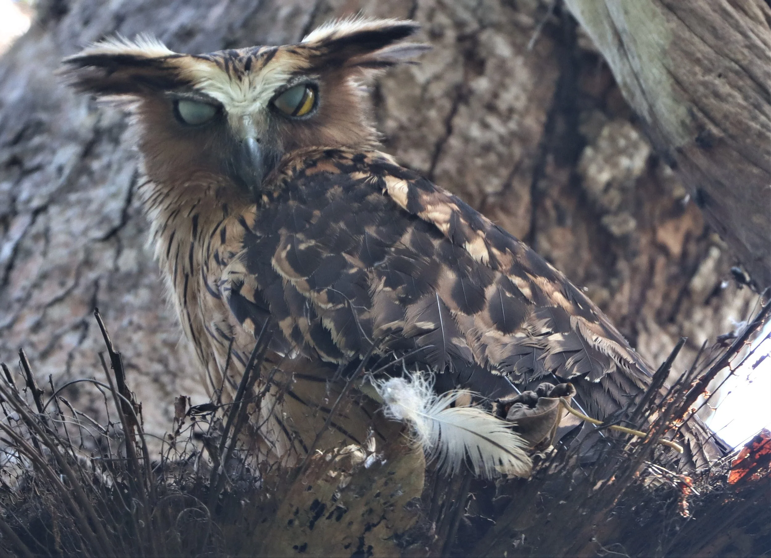 OWL - BUFFY FISH OWL - Ketupa ketupu - KAENG KRACHAN THAILAND (16).jpg